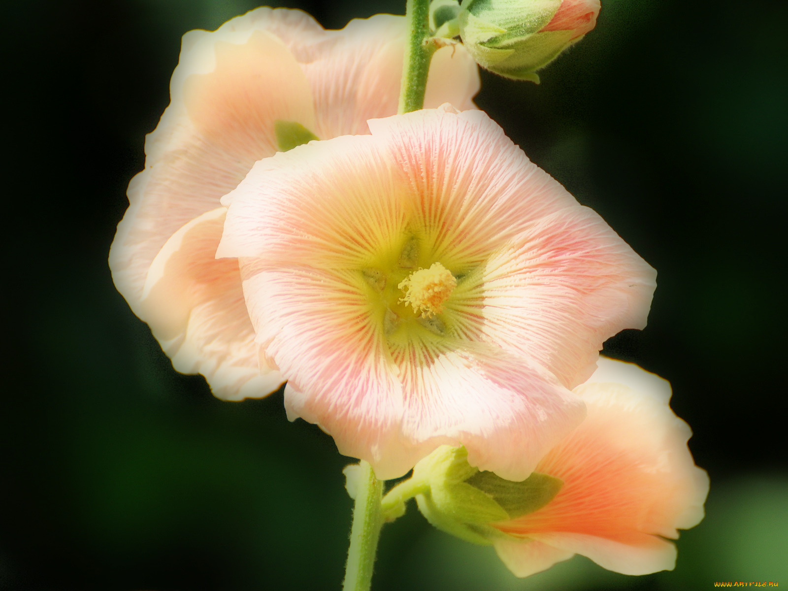 цветы, мальвы