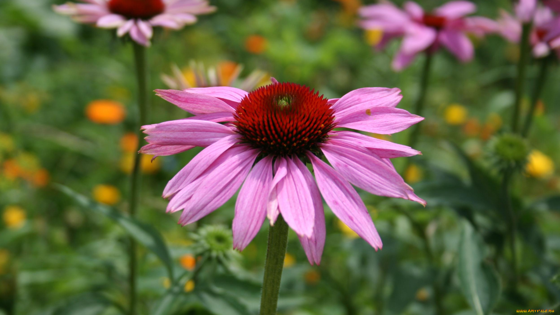 цветы, эхинацея