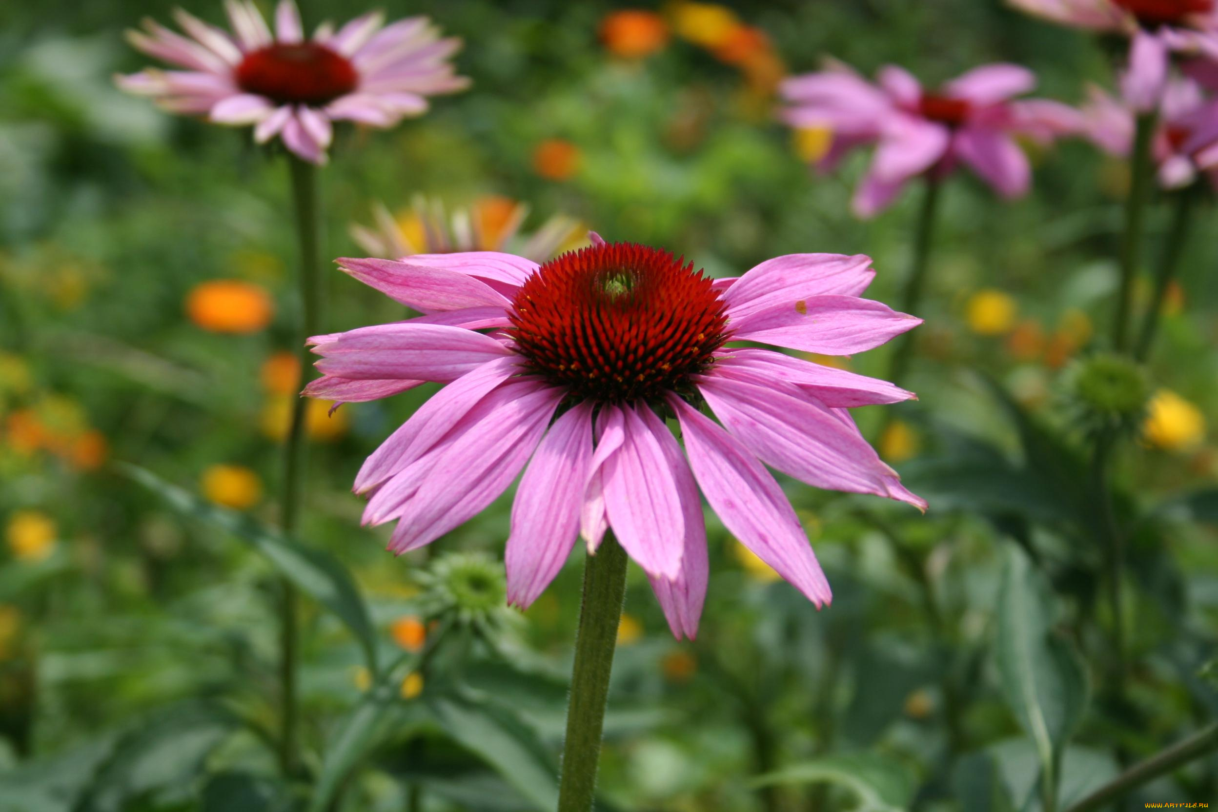 цветы, эхинацея