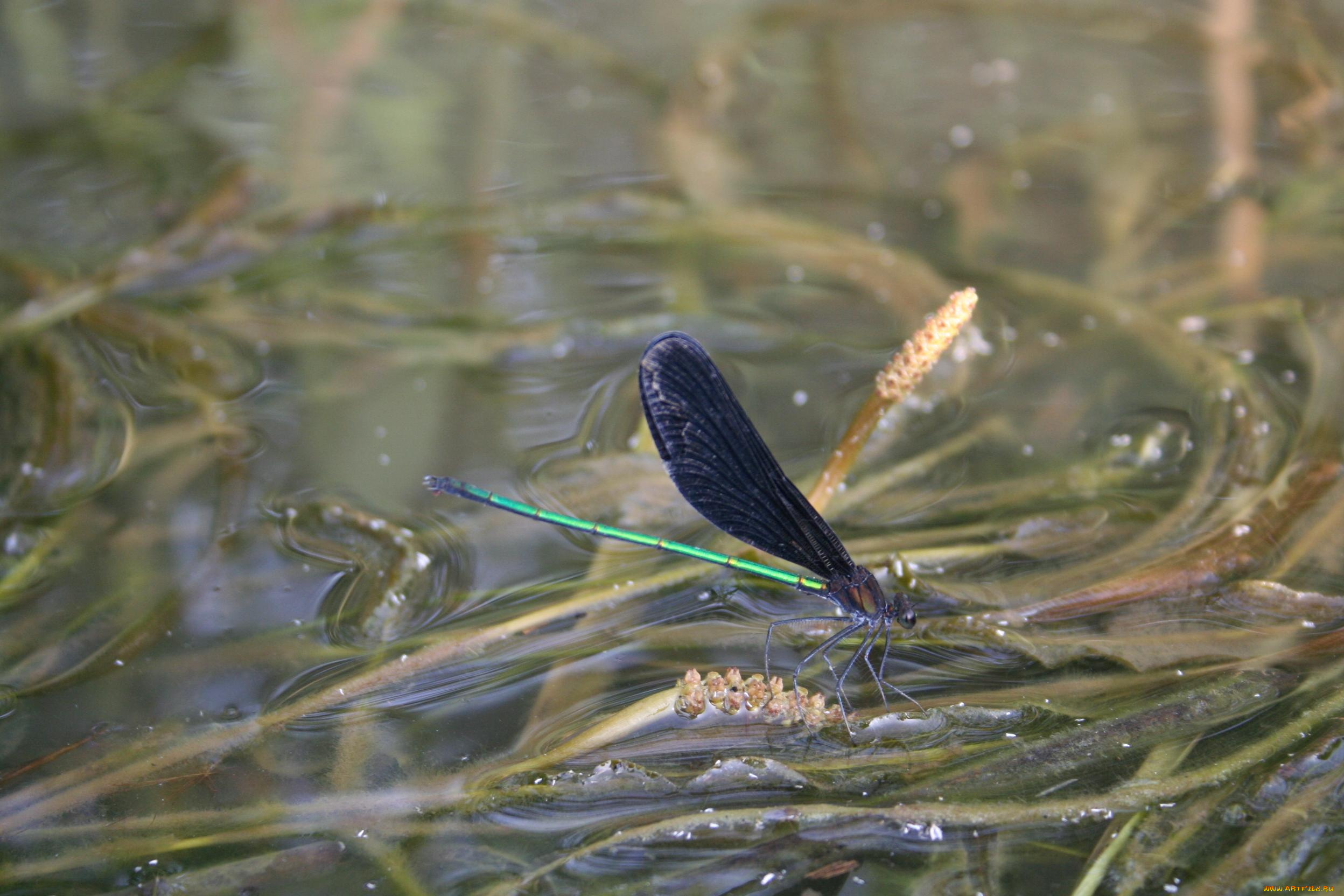 стрекоза, животные, стрекозы