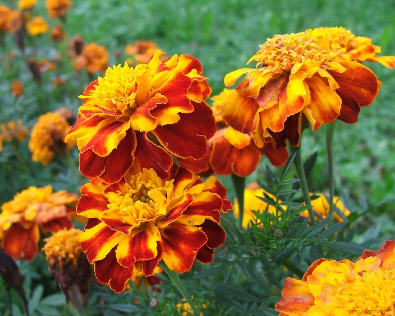 цветы, бархатцы