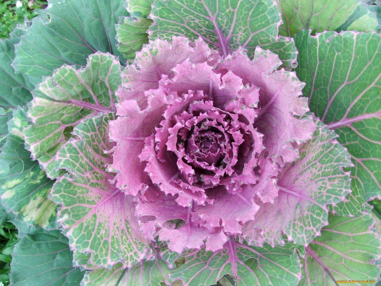 цветы, декоративная, капуста