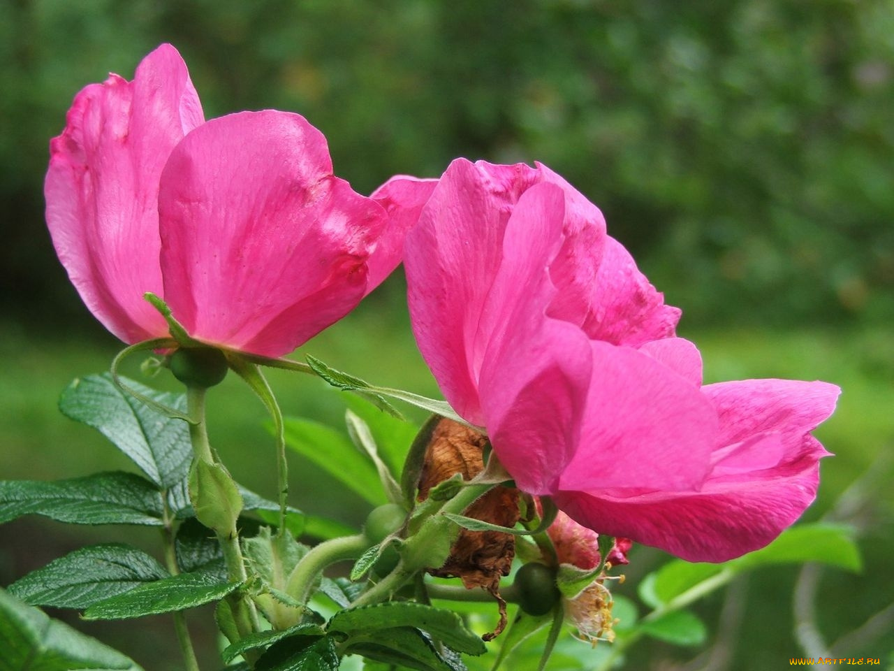 цветы, шиповник