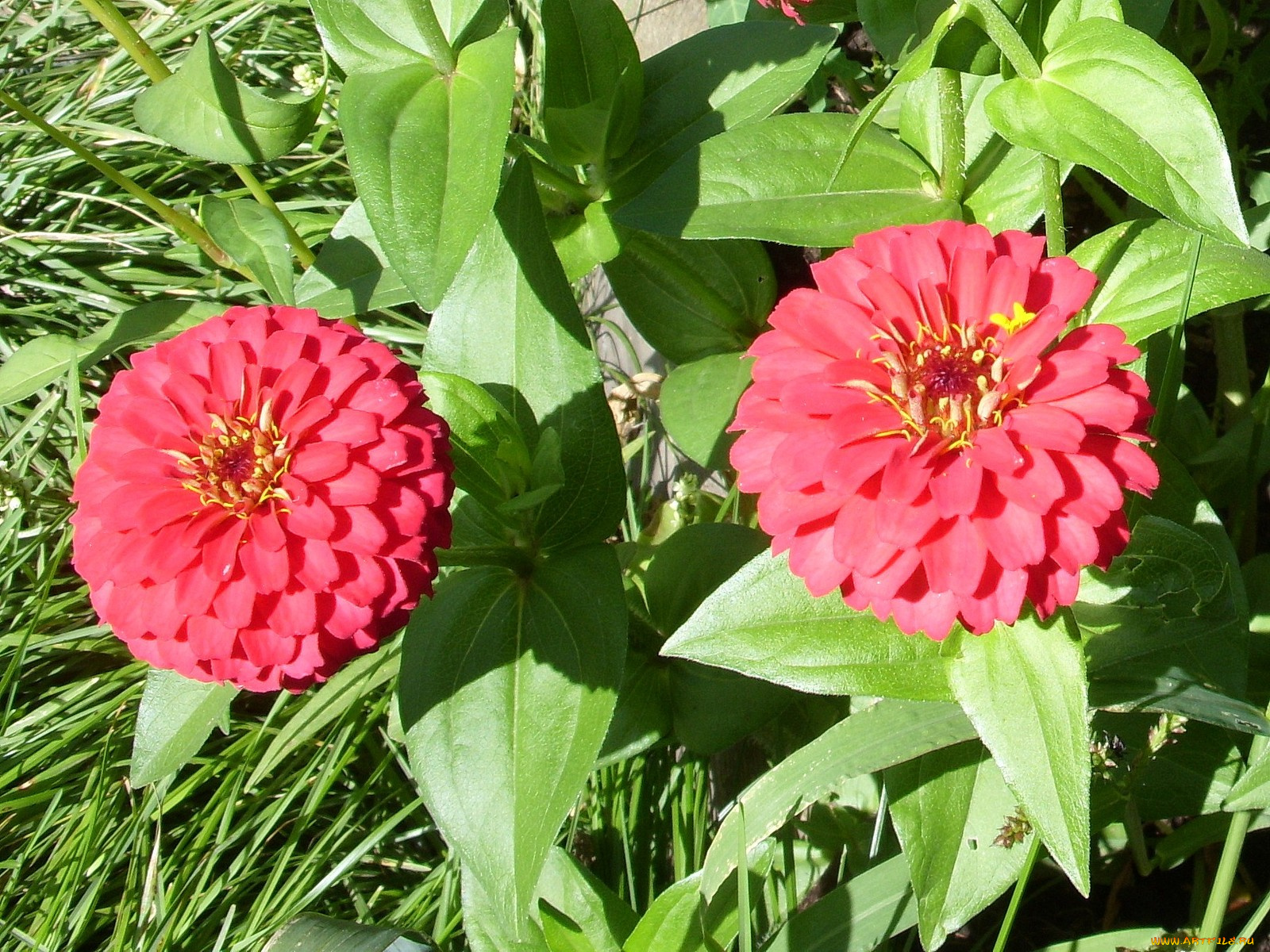 цветы, цинния