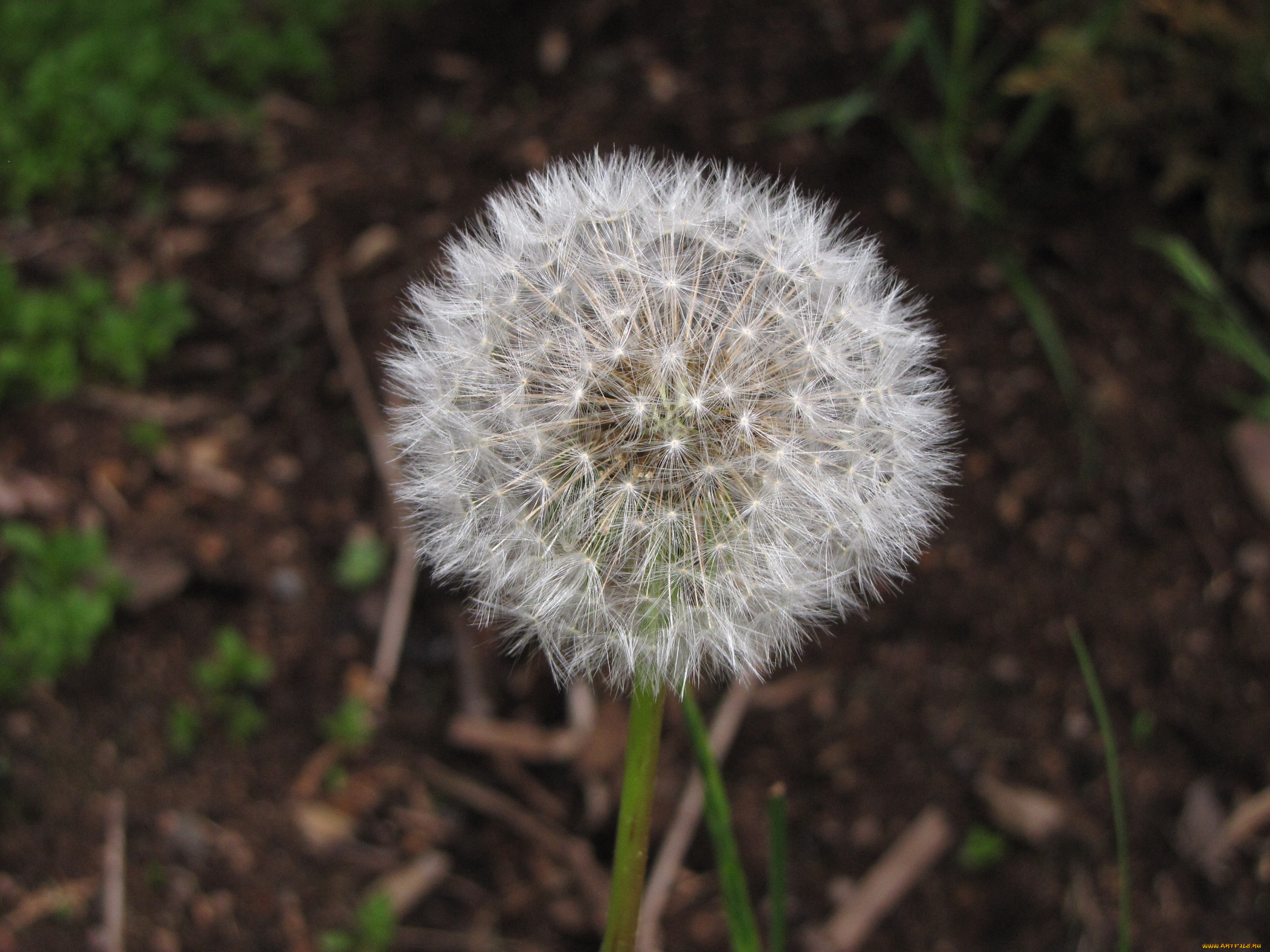 цветы, одуванчики