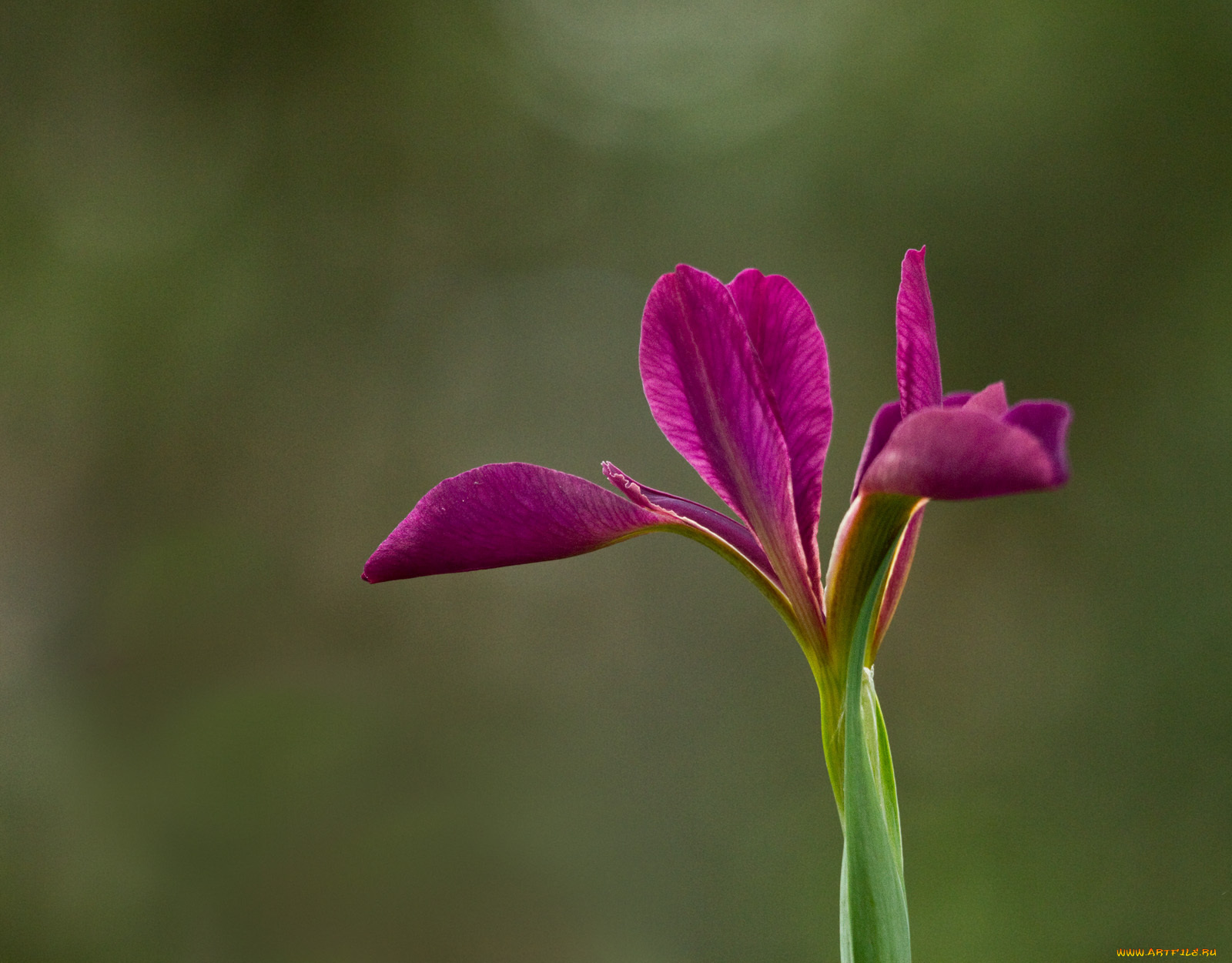цветы, ирисы, зеленый, фон