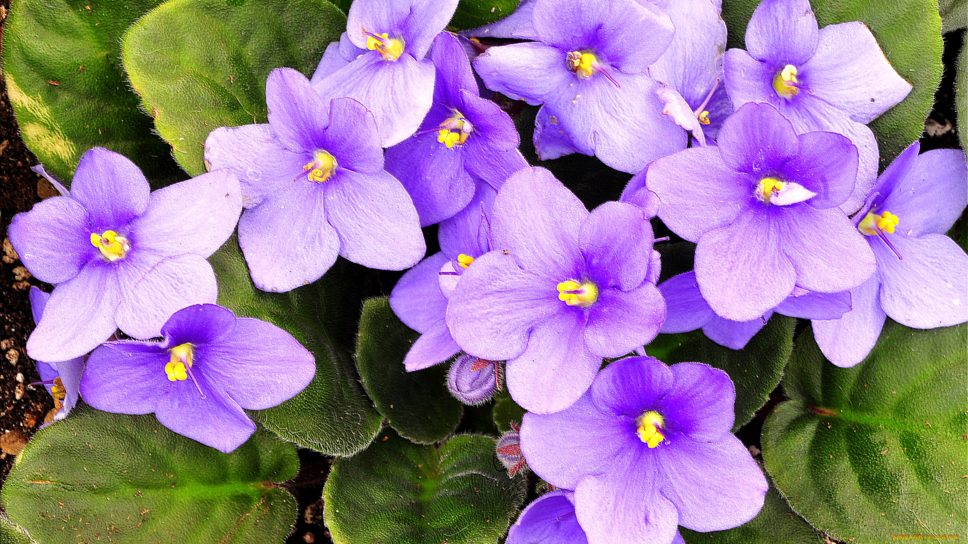 цветы, фиалки, фиолетовый