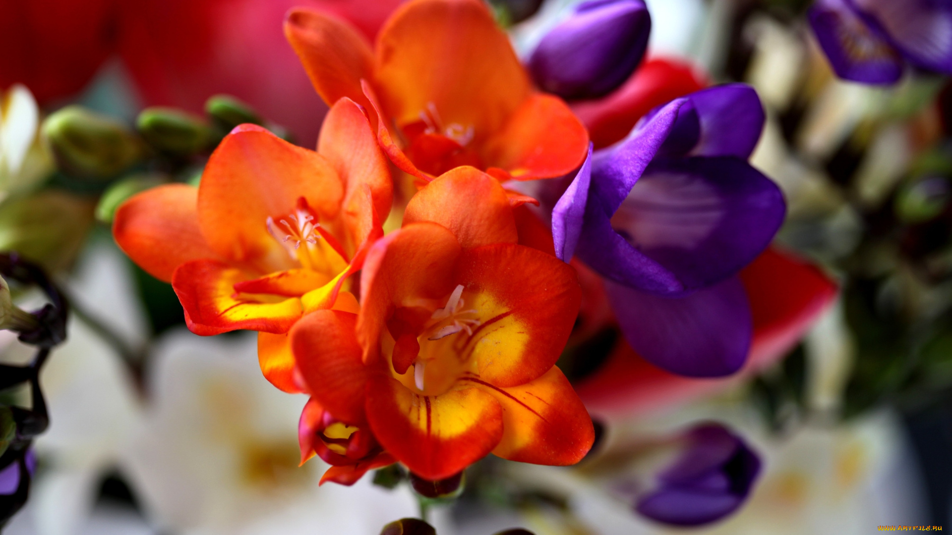 цветы, фрезия, фиолетовый, красный