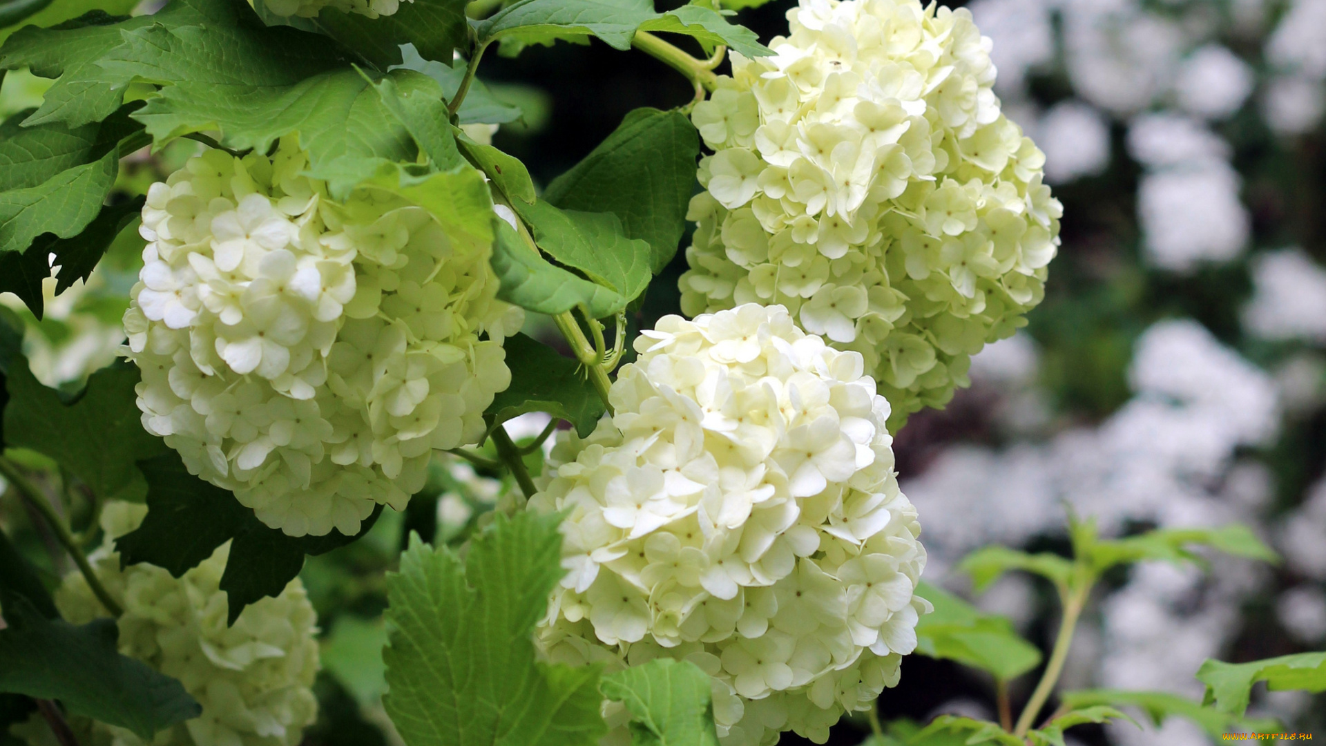 цветы, гортензия, шары