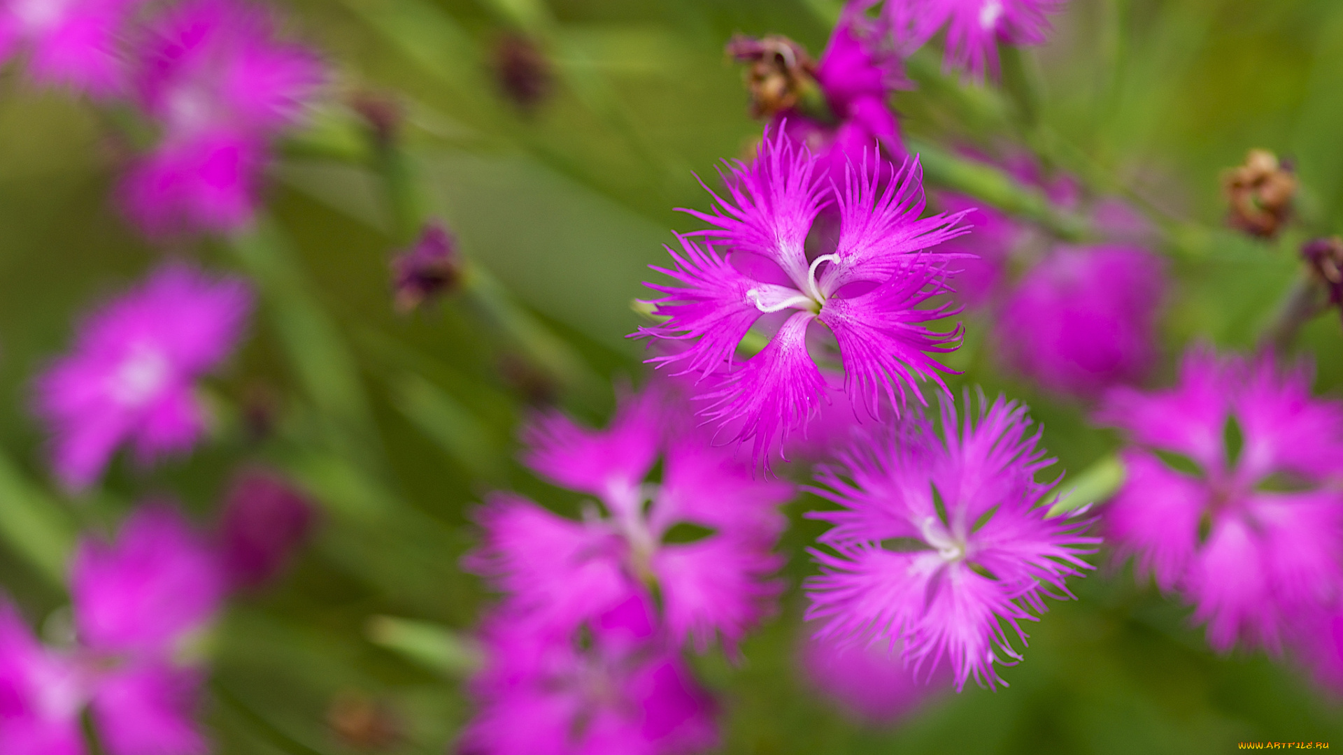 цветы, гвоздики, макро, размытость