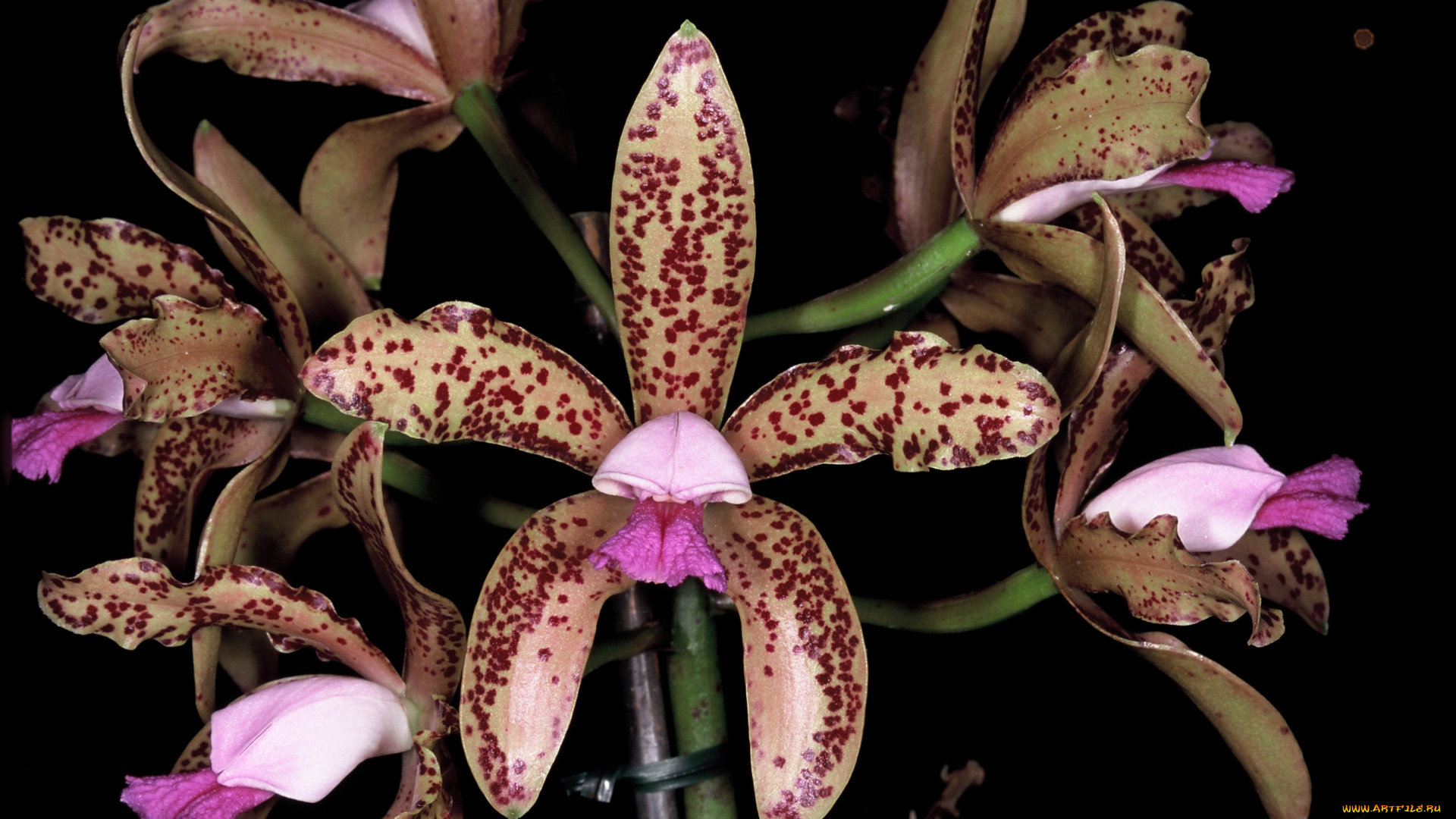 цветы, орхидеи, лепестки, экзотика