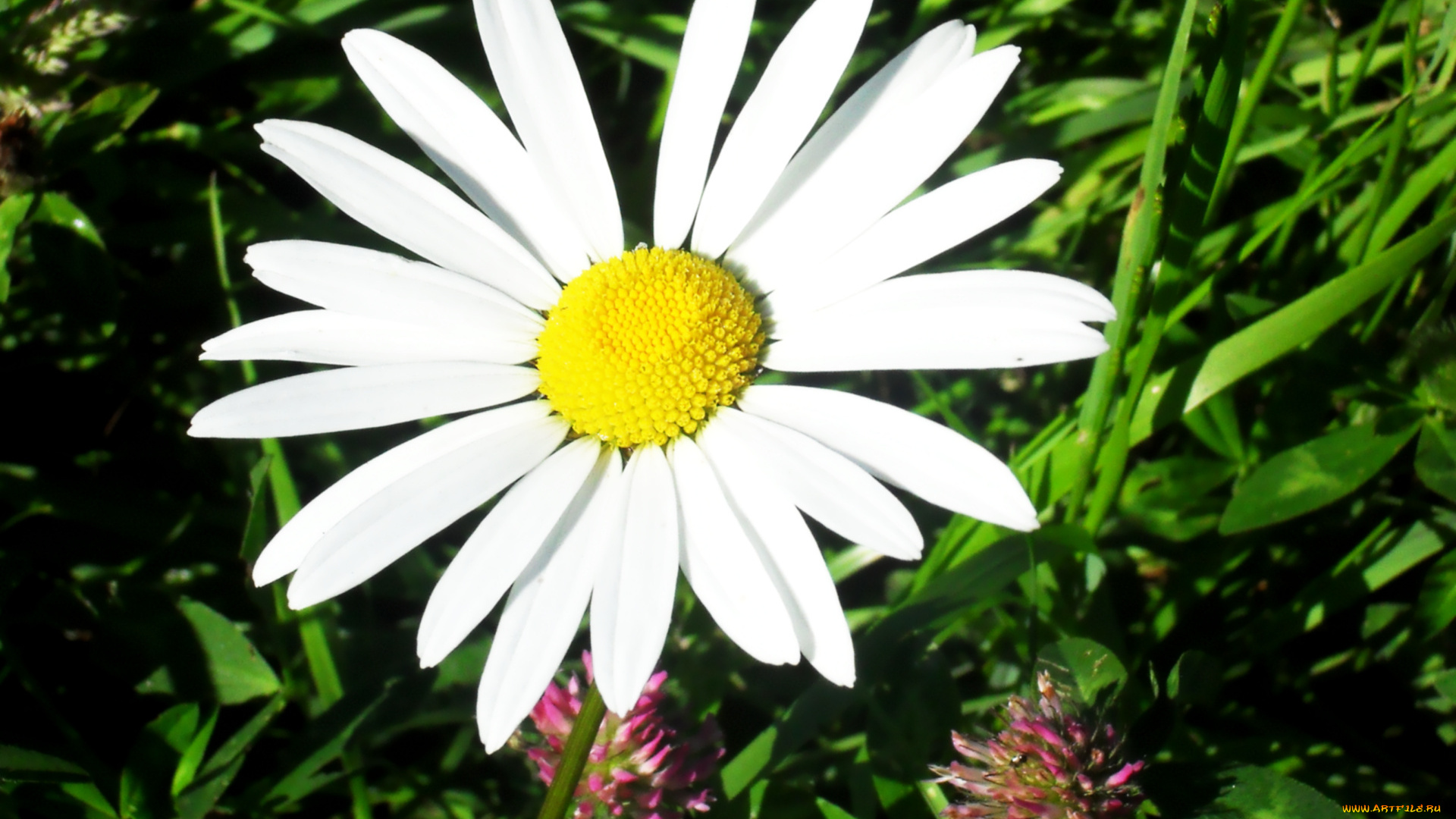 цветы, ромашки, ромашка