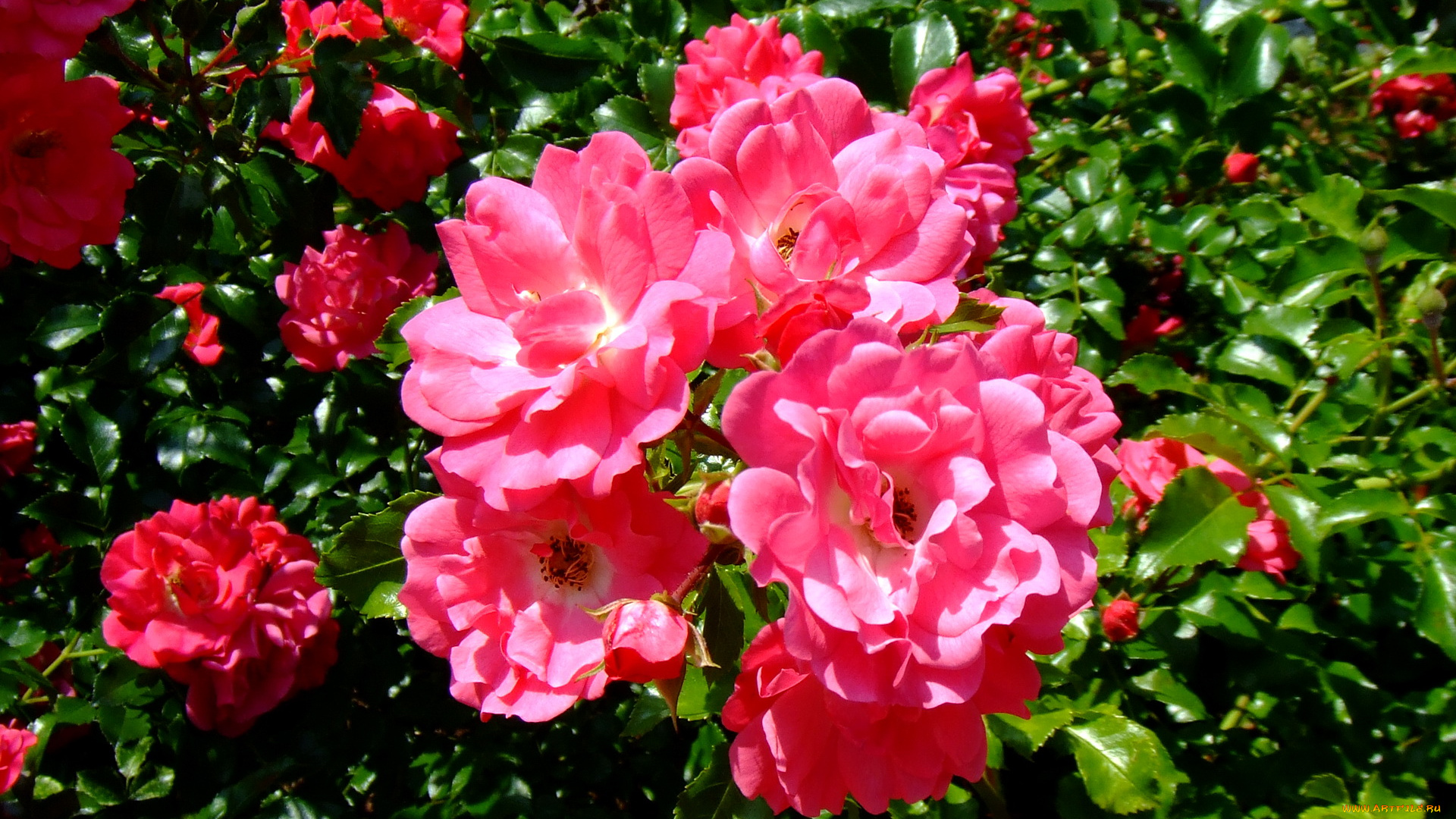 цветы, розы, чайные