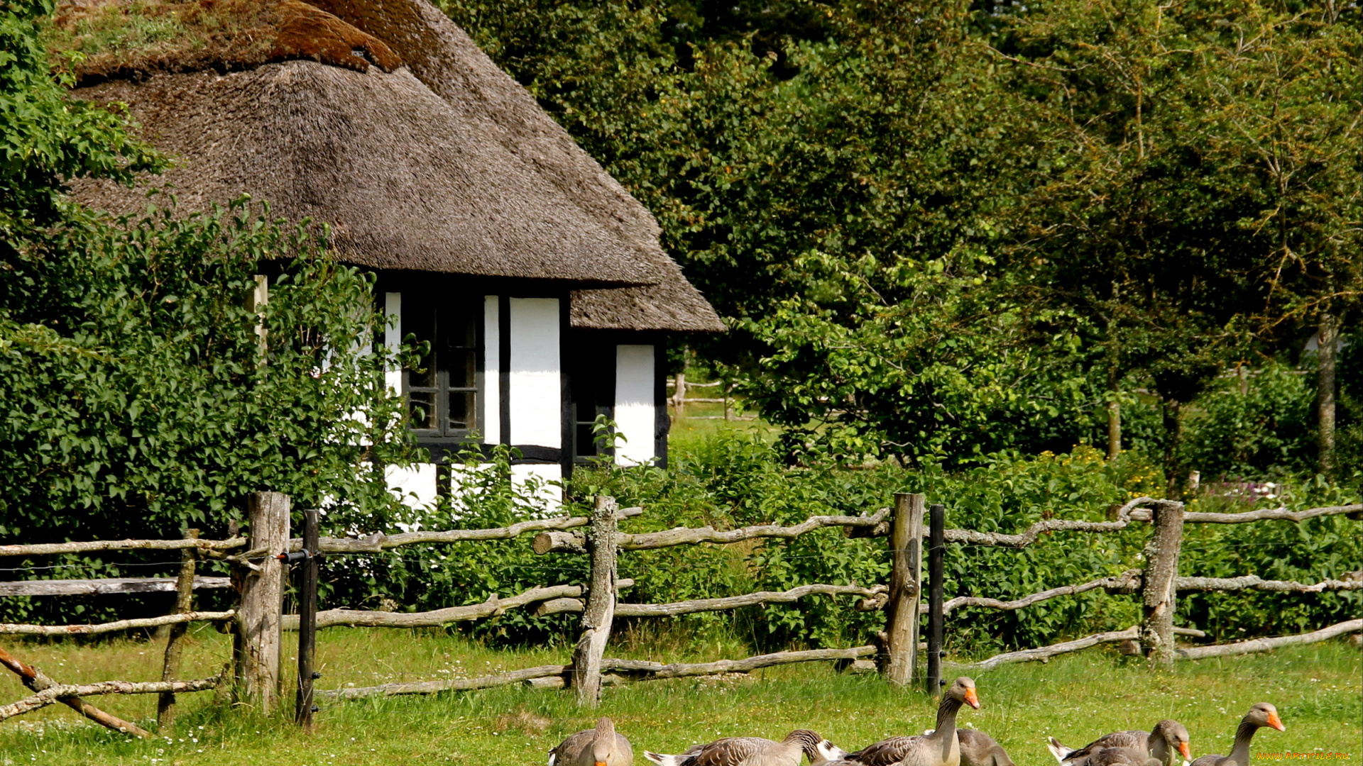 дания, vinderup, животные, гуси