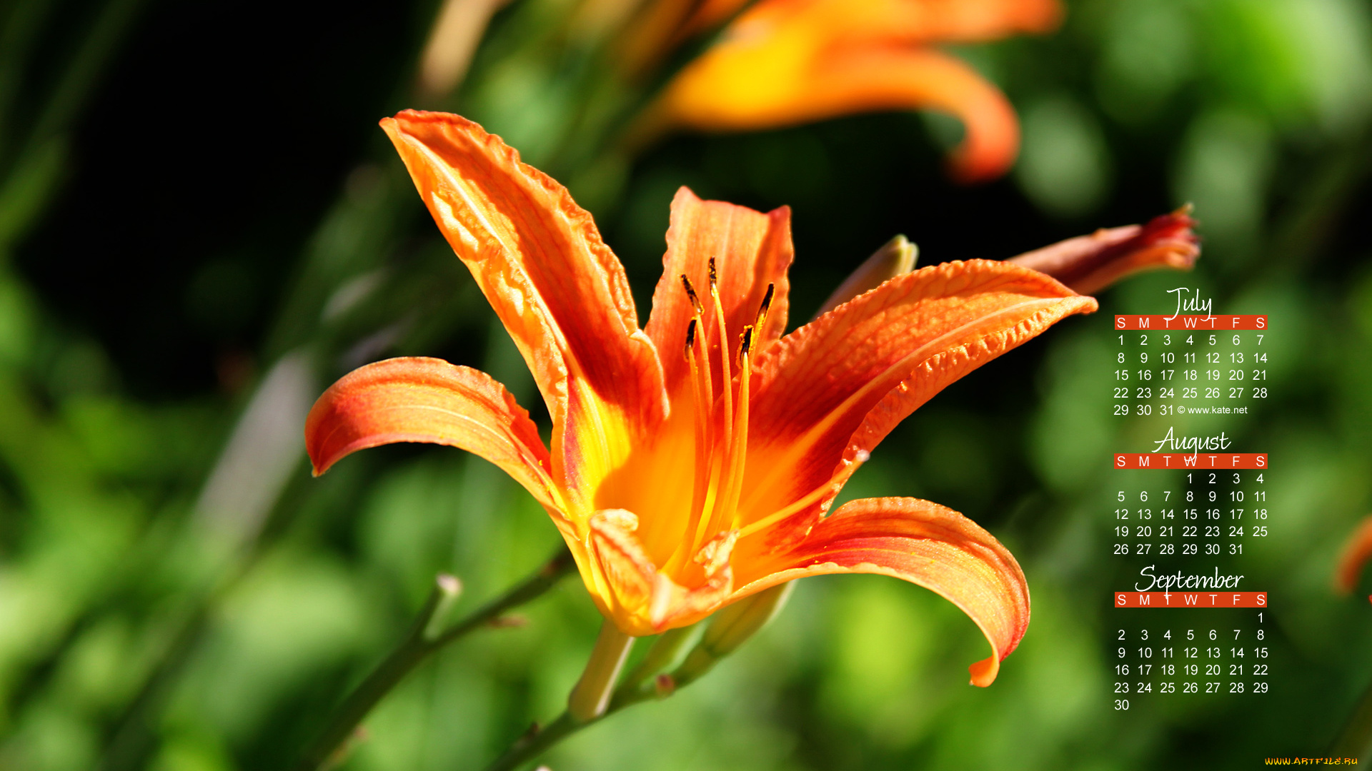 календари, цветы, тигровая, лилия