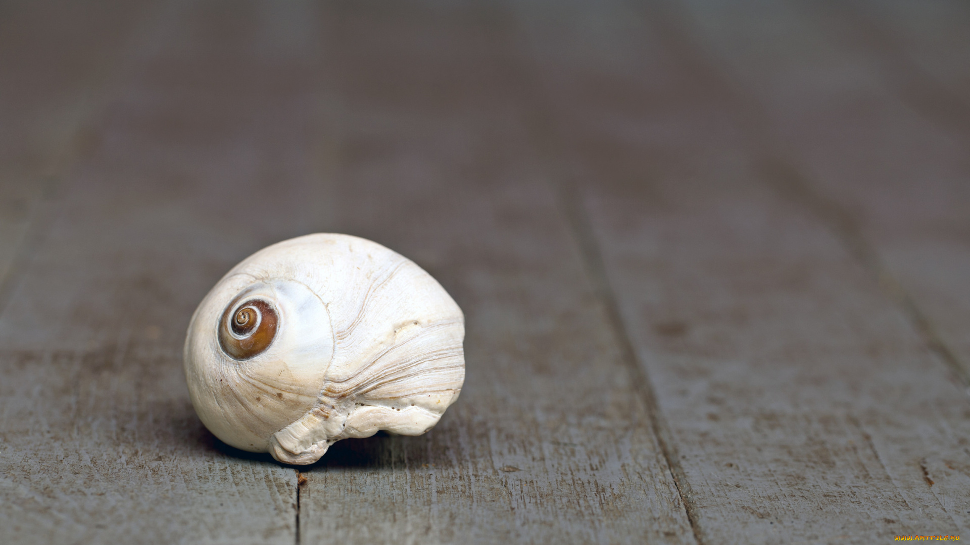 разное, ракушки, кораллы, декоративные, spa, камни, ракушка