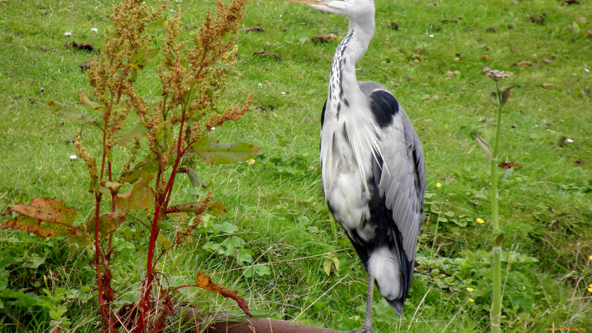 животные, цапли, амст