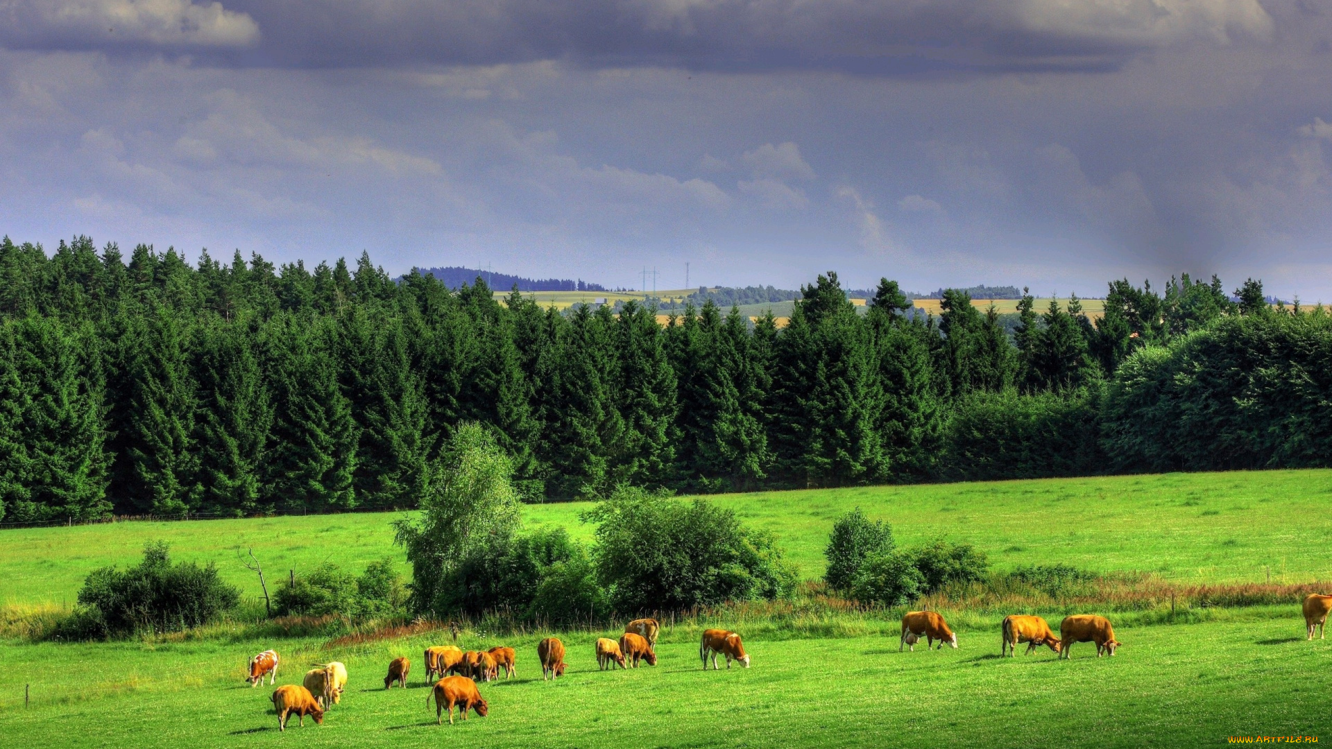 животные, коровы, буйволы, луг