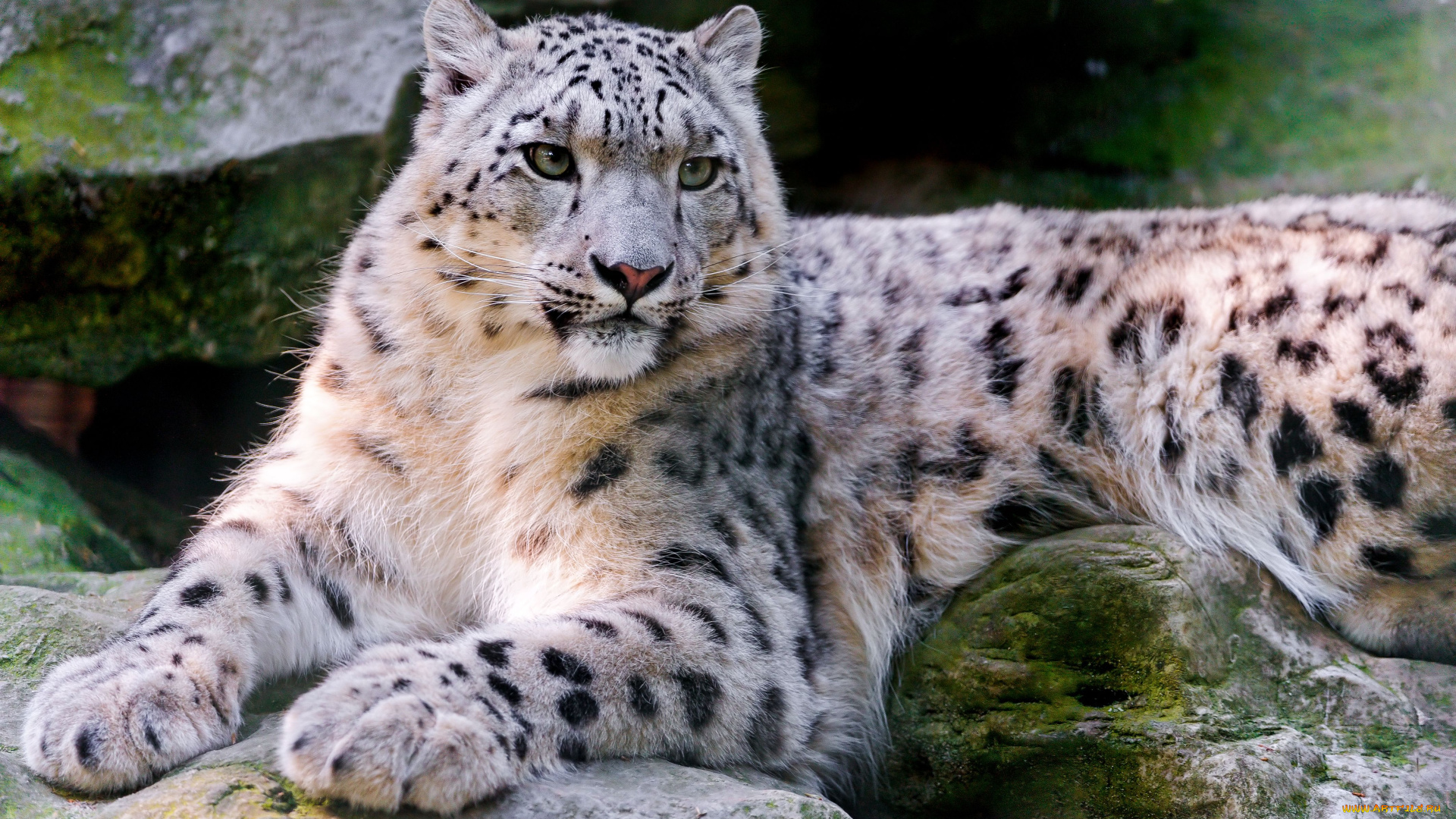 животные, снежный, барс, ирбис, камни