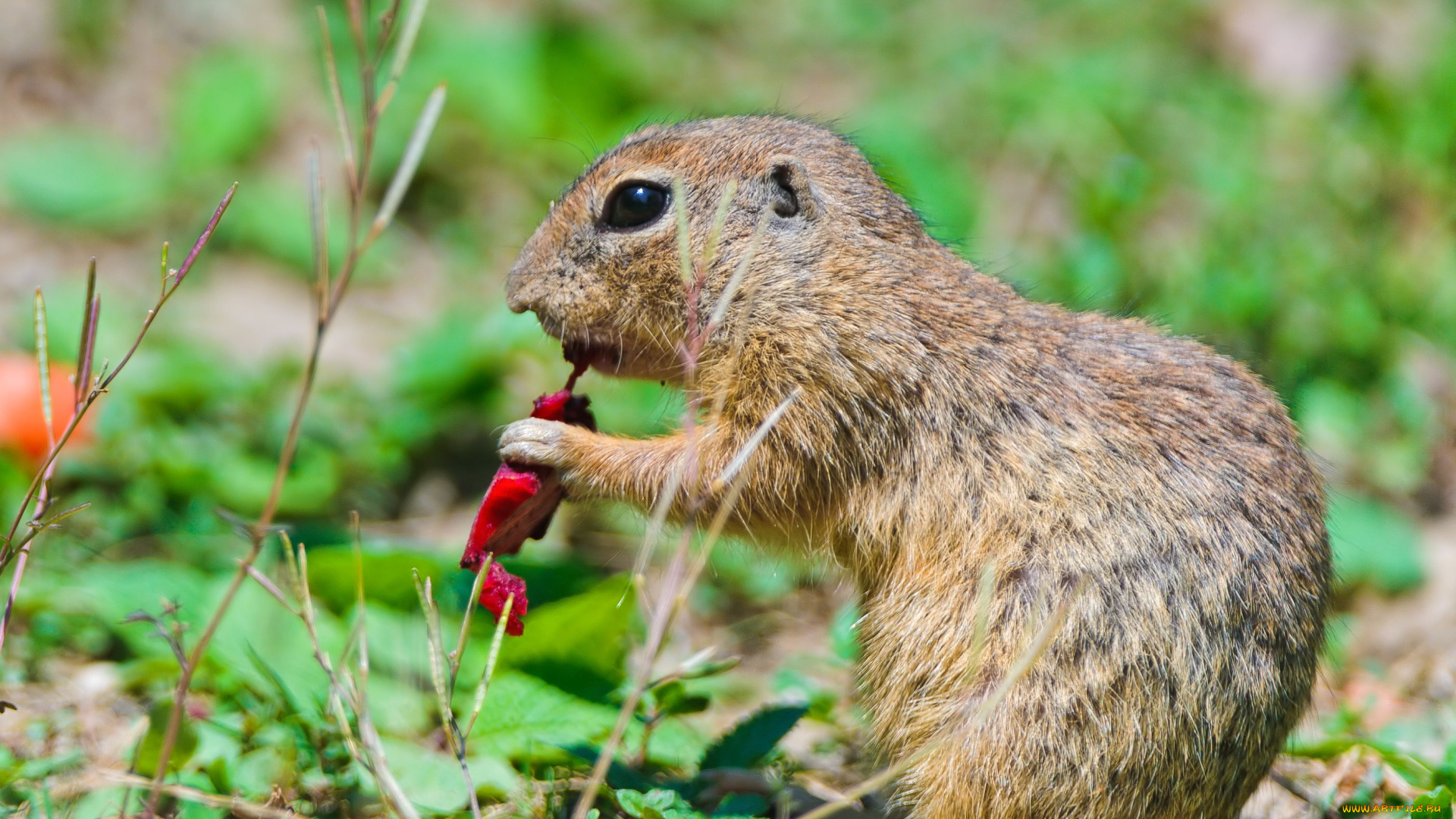 животные, суслики, сурки, суслик