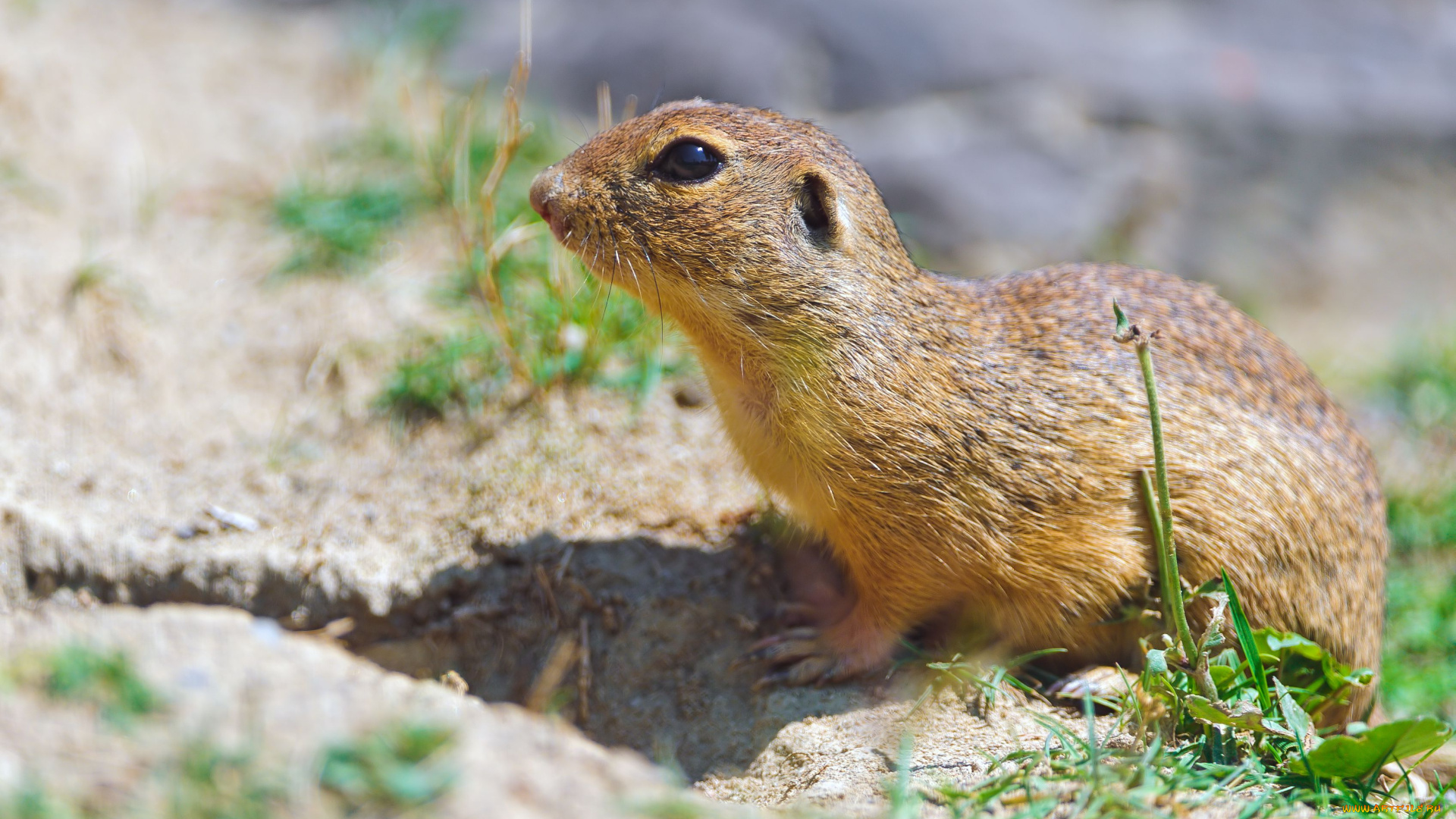 животные, суслики, сурки, суслик