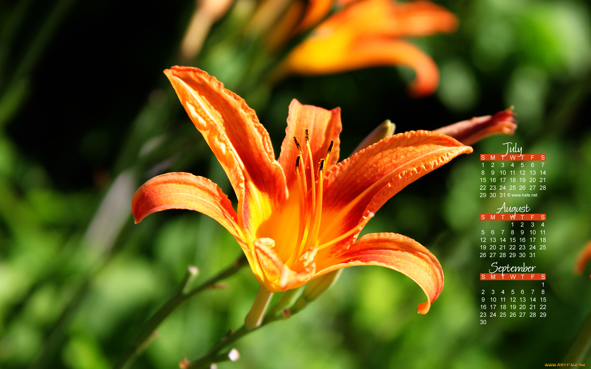 календари, цветы, тигровая, лилия