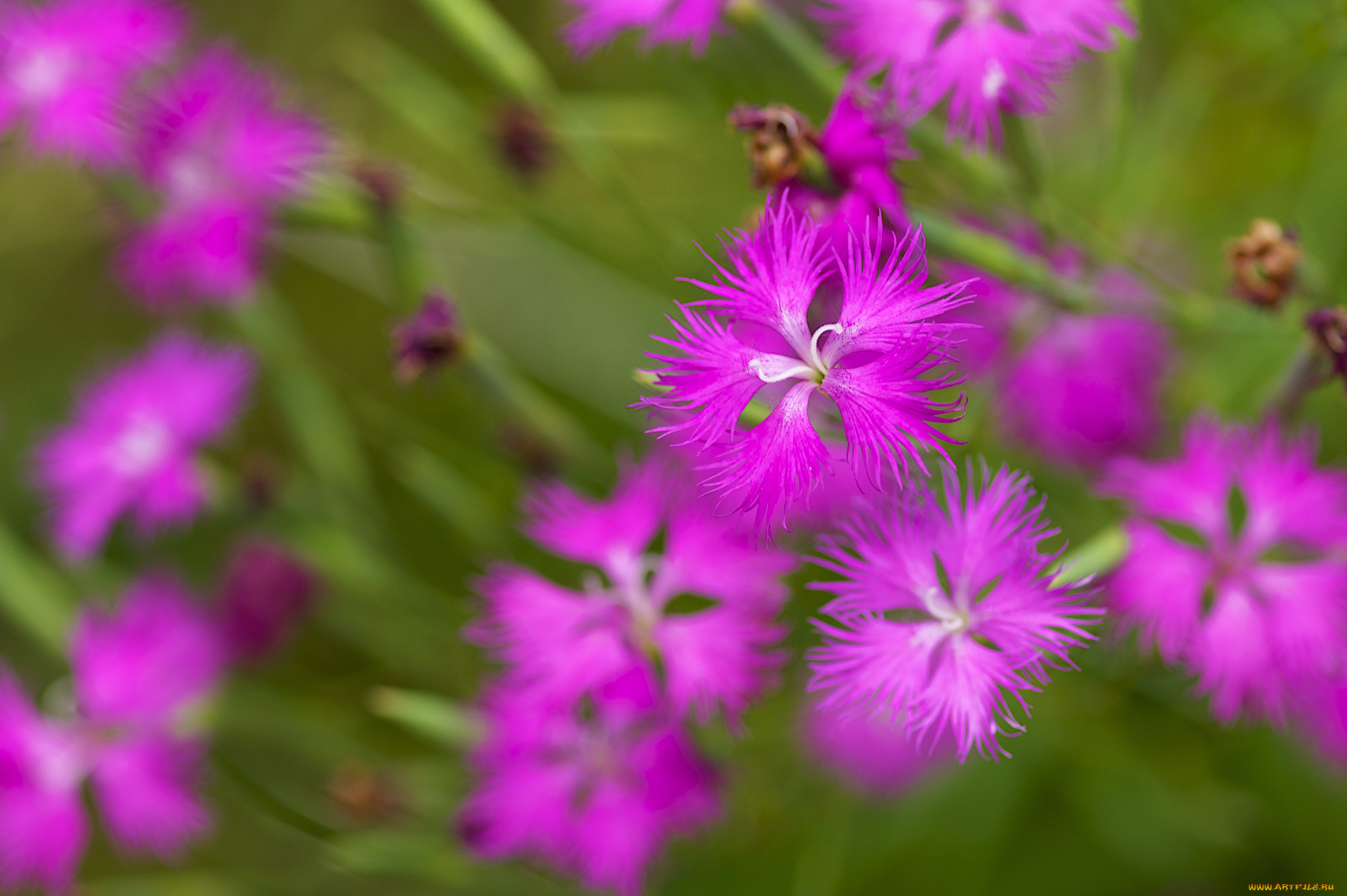цветы, гвоздики, макро, размытость