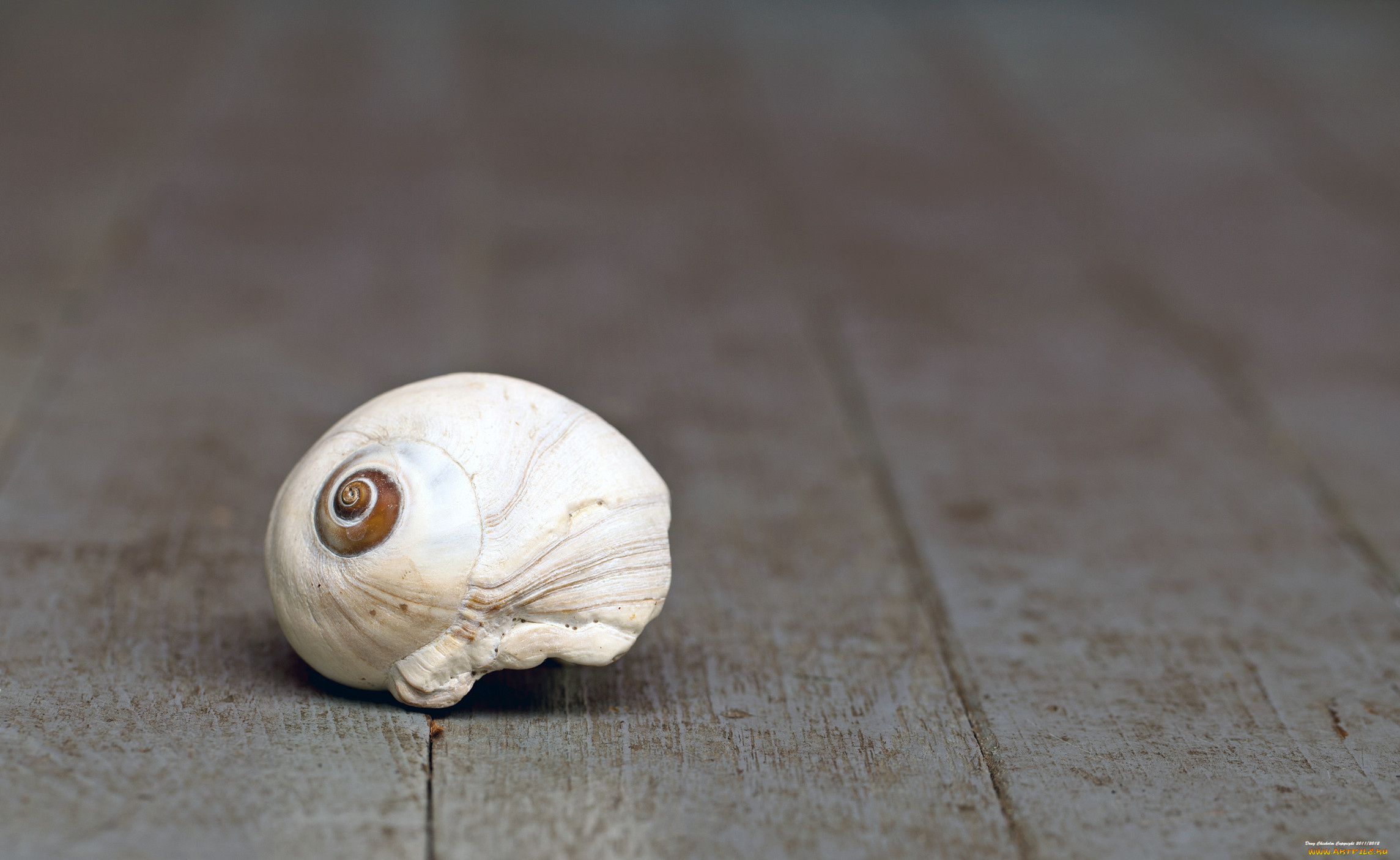 разное, ракушки, кораллы, декоративные, spa, камни, ракушка