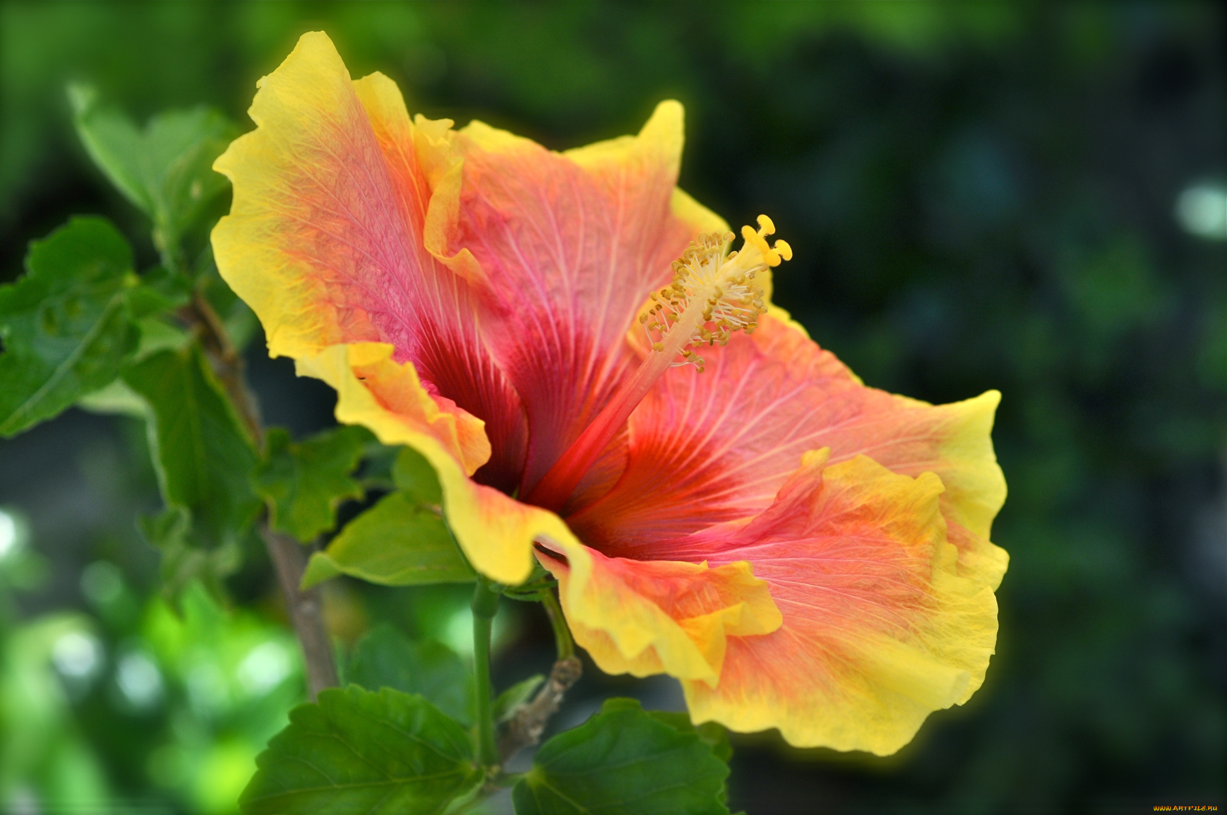 цветы, гибискусы, оранжевый