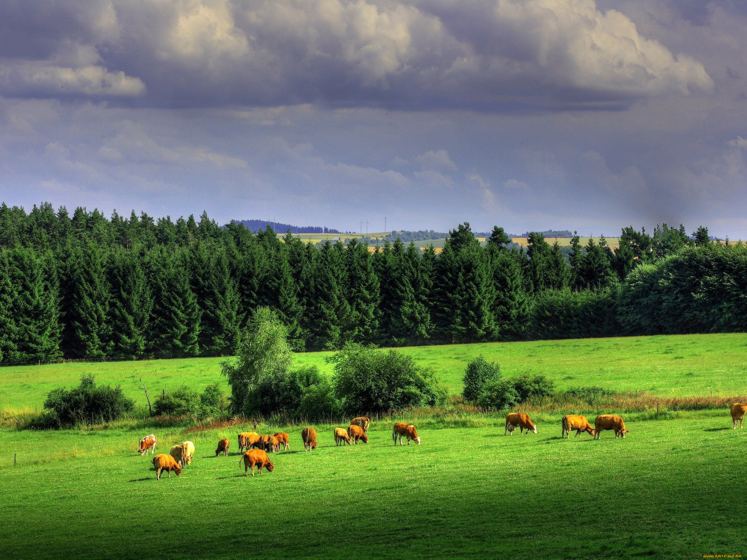 животные, коровы, буйволы, луг