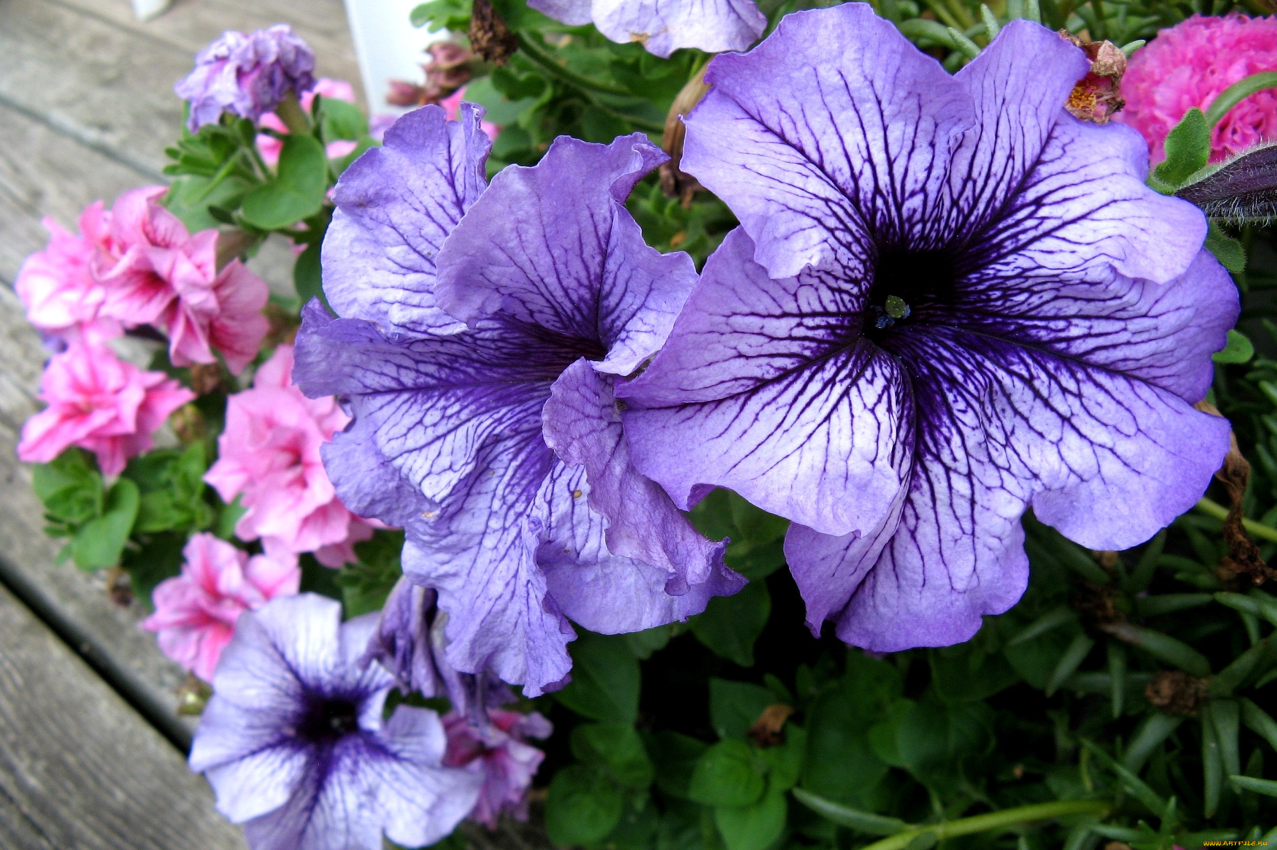 цветы, петунии, калибрахоа, лепестки, петуния