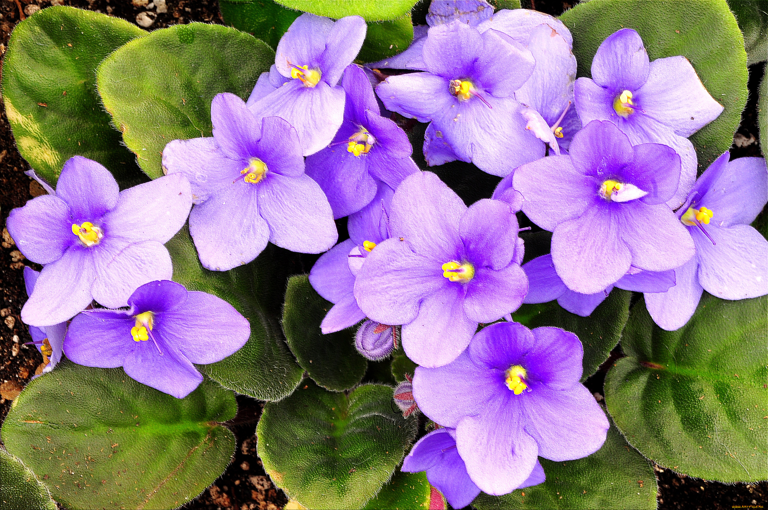 цветы, фиалки, фиолетовый