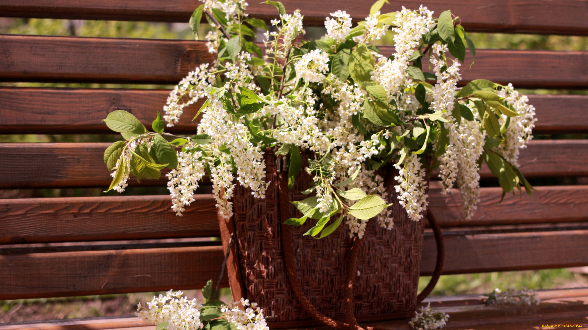 цветы, цветущие, деревья, кустарники, черемуха