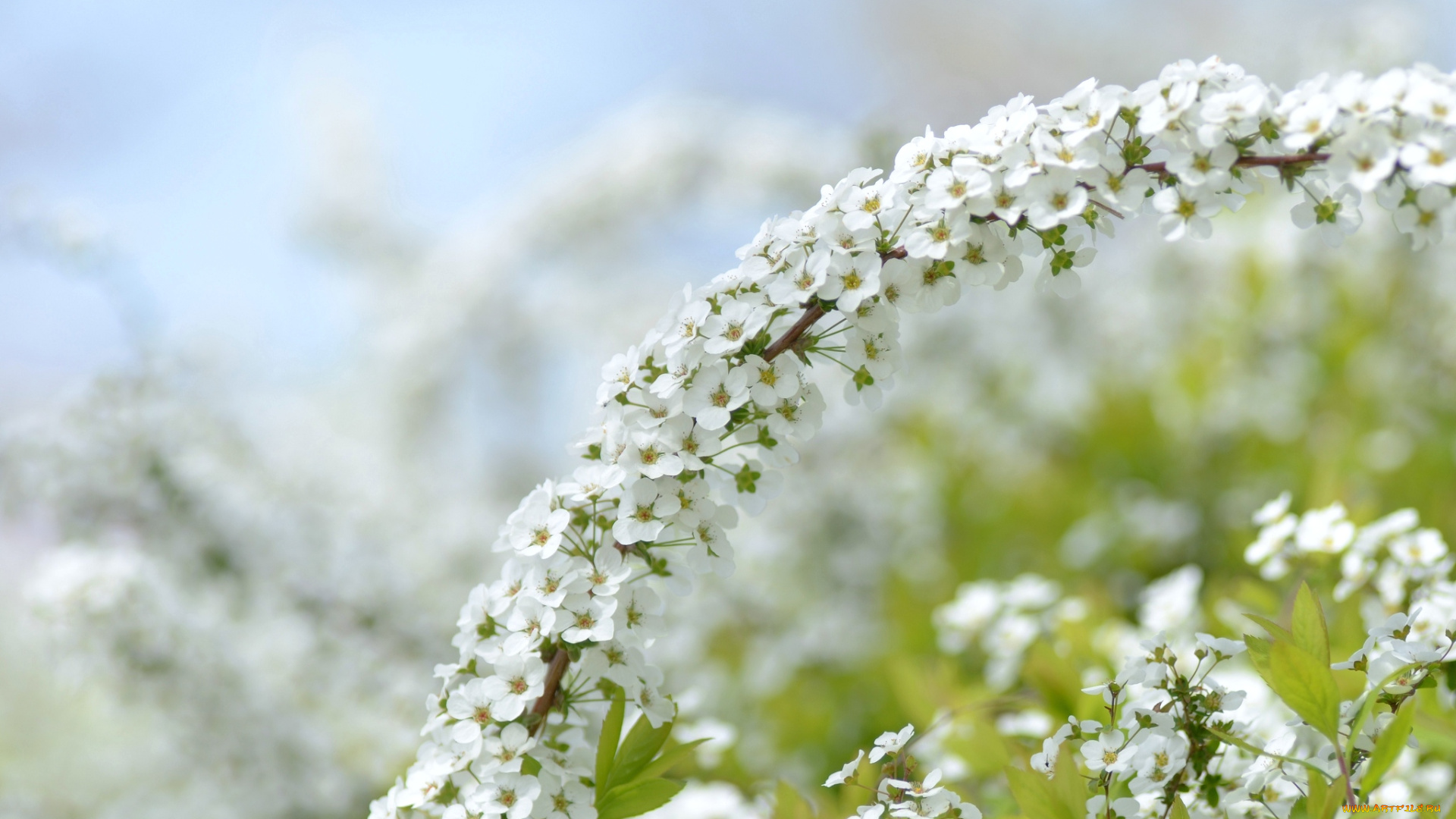цветы, цветущие, деревья, кустарники, ветка