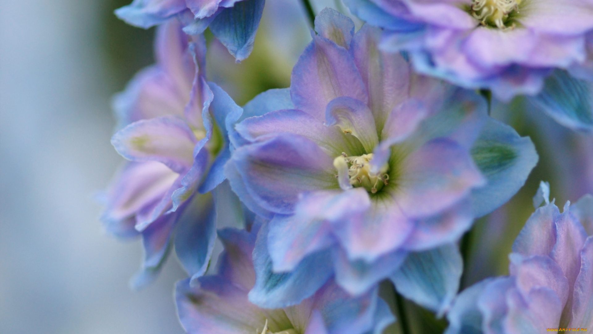 цветы, дельфиниум, макро