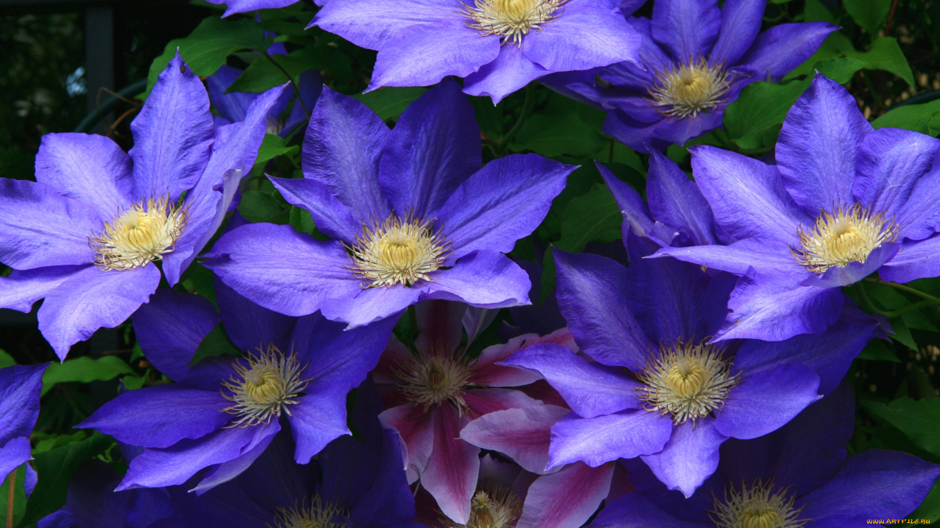 цветы, клематис, ломонос