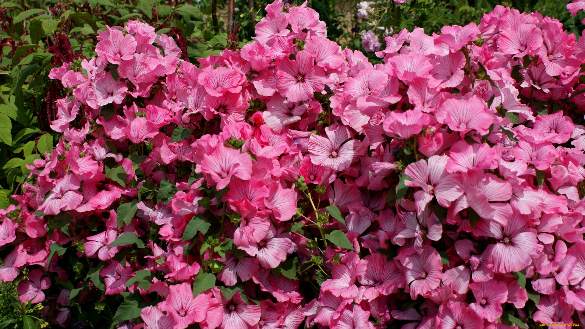 цветы, лаватера, розовый