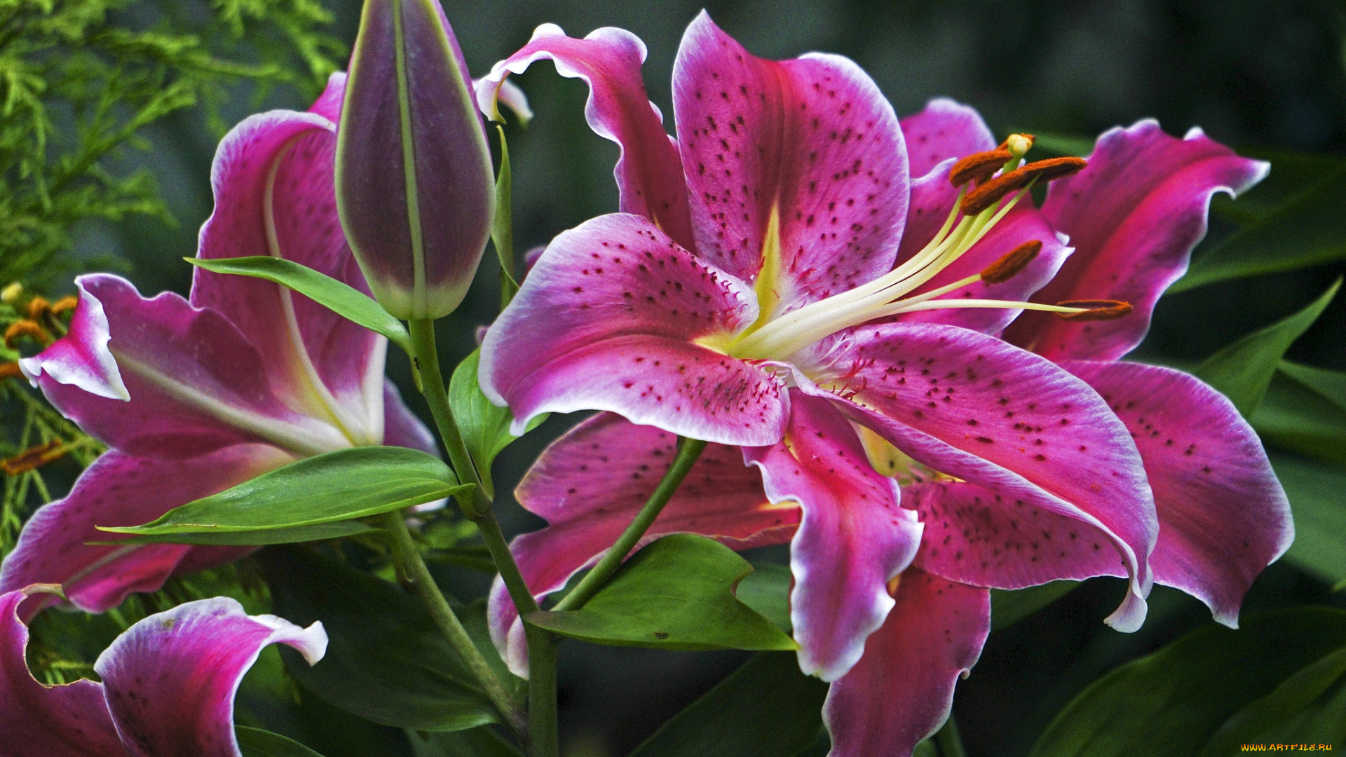 цветы, лилии, лилейники, розовый