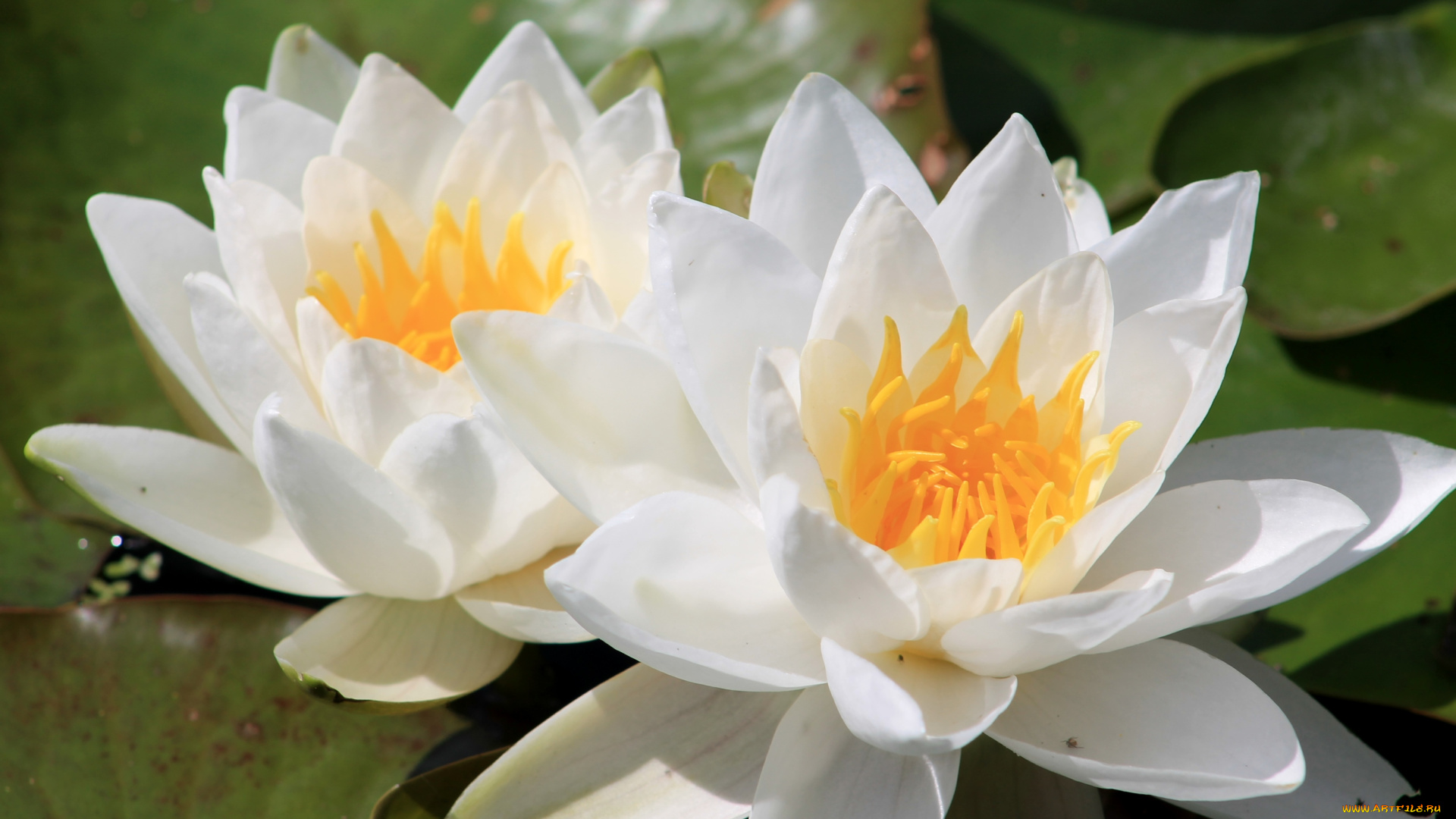цветы, лилии, водяные, нимфеи, кувшинки, белый, дуэт