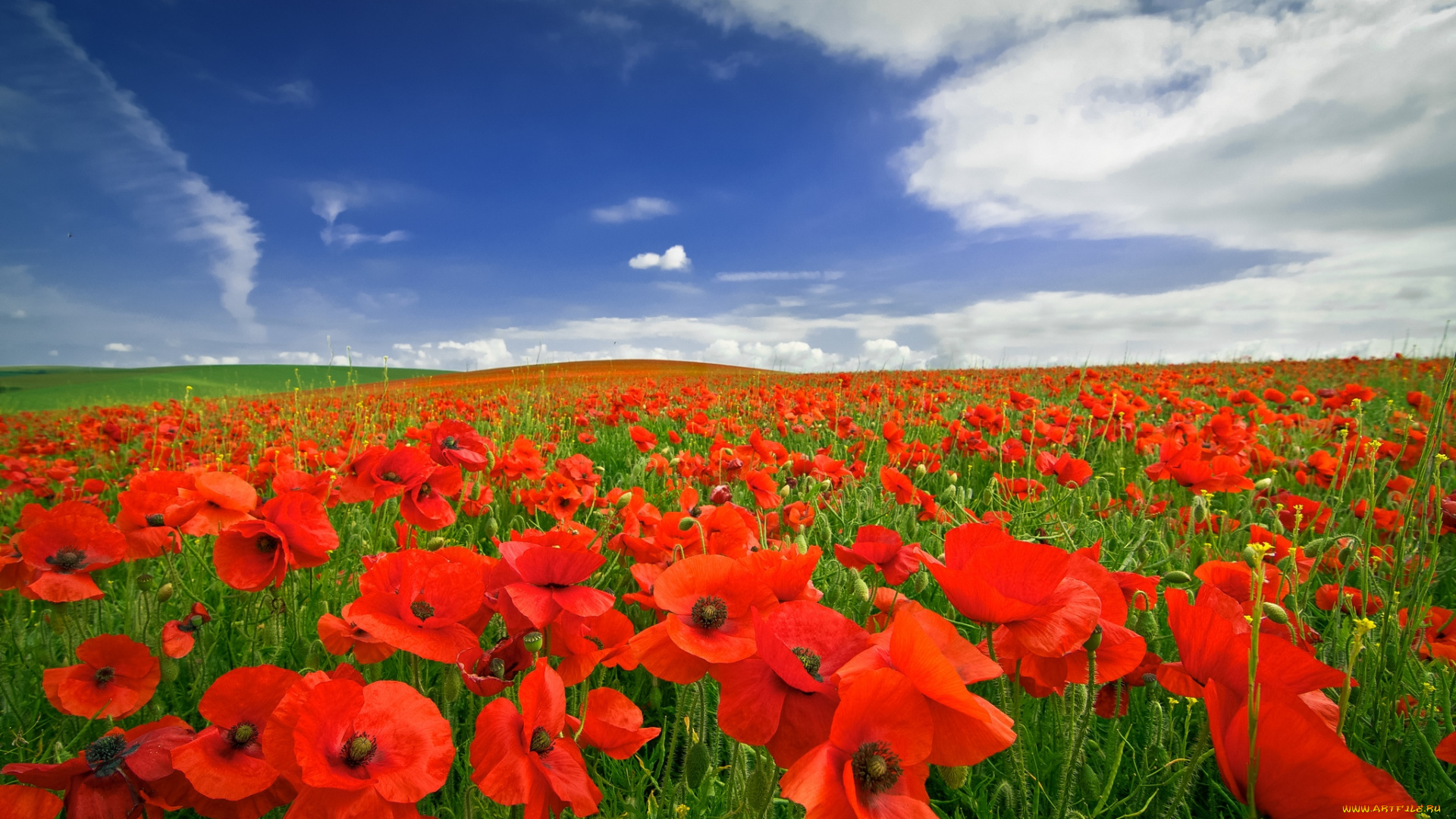 цветы, маки, поле, небо