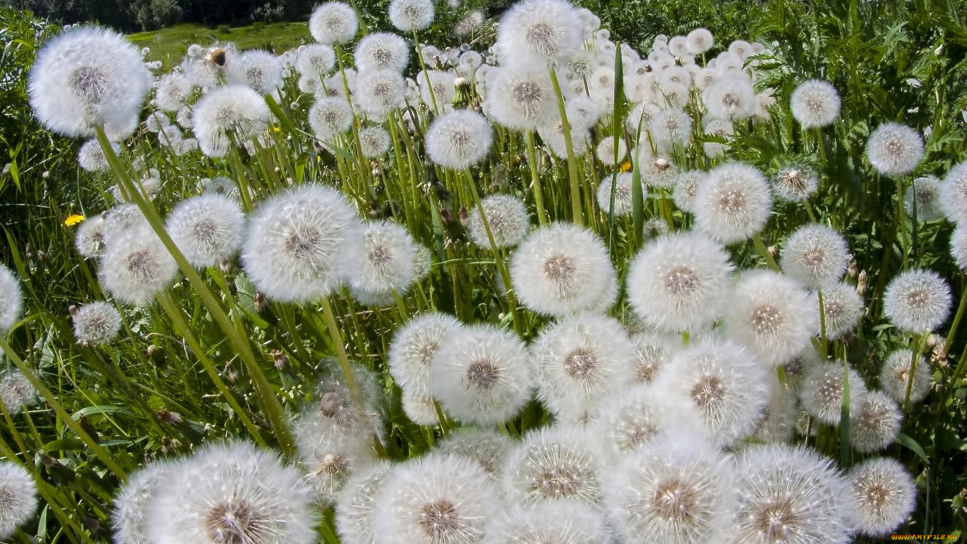 цветы, одуванчики, луг