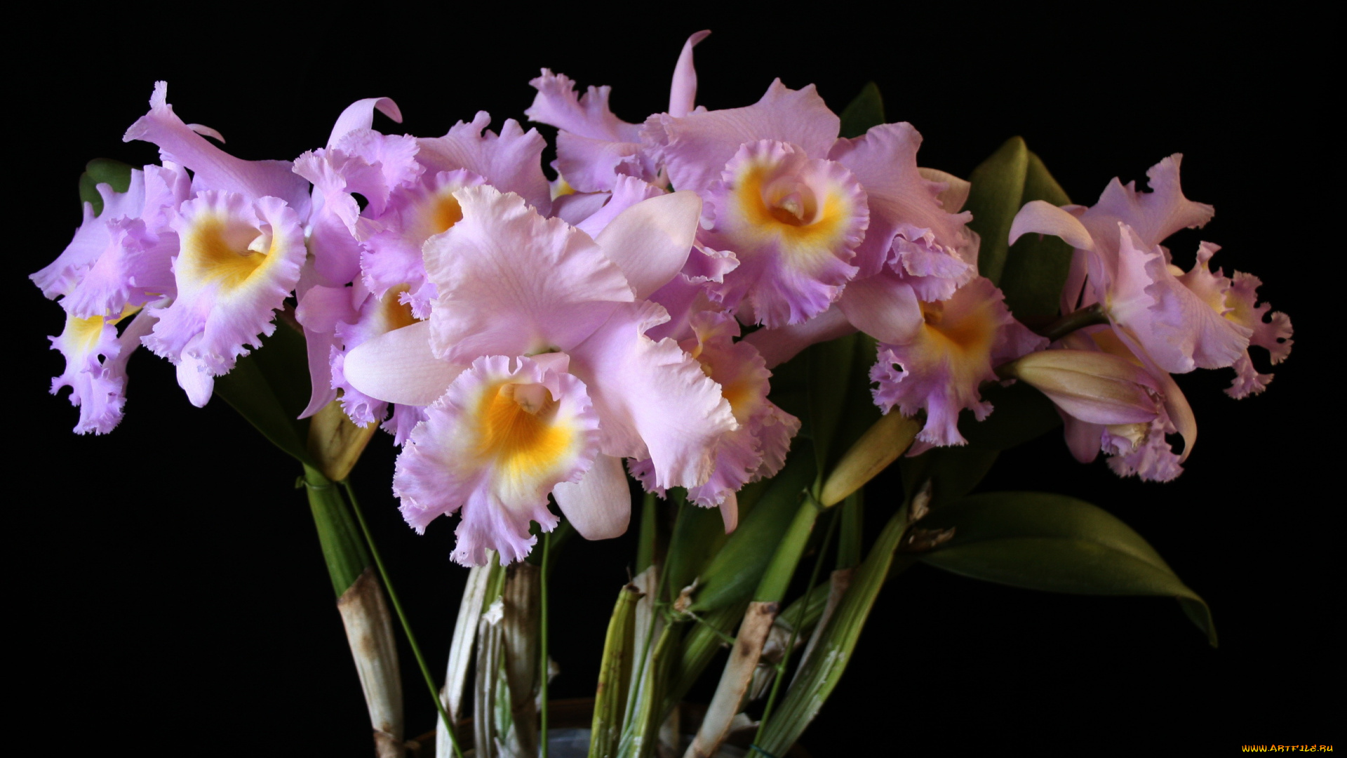 цветы, орхидеи