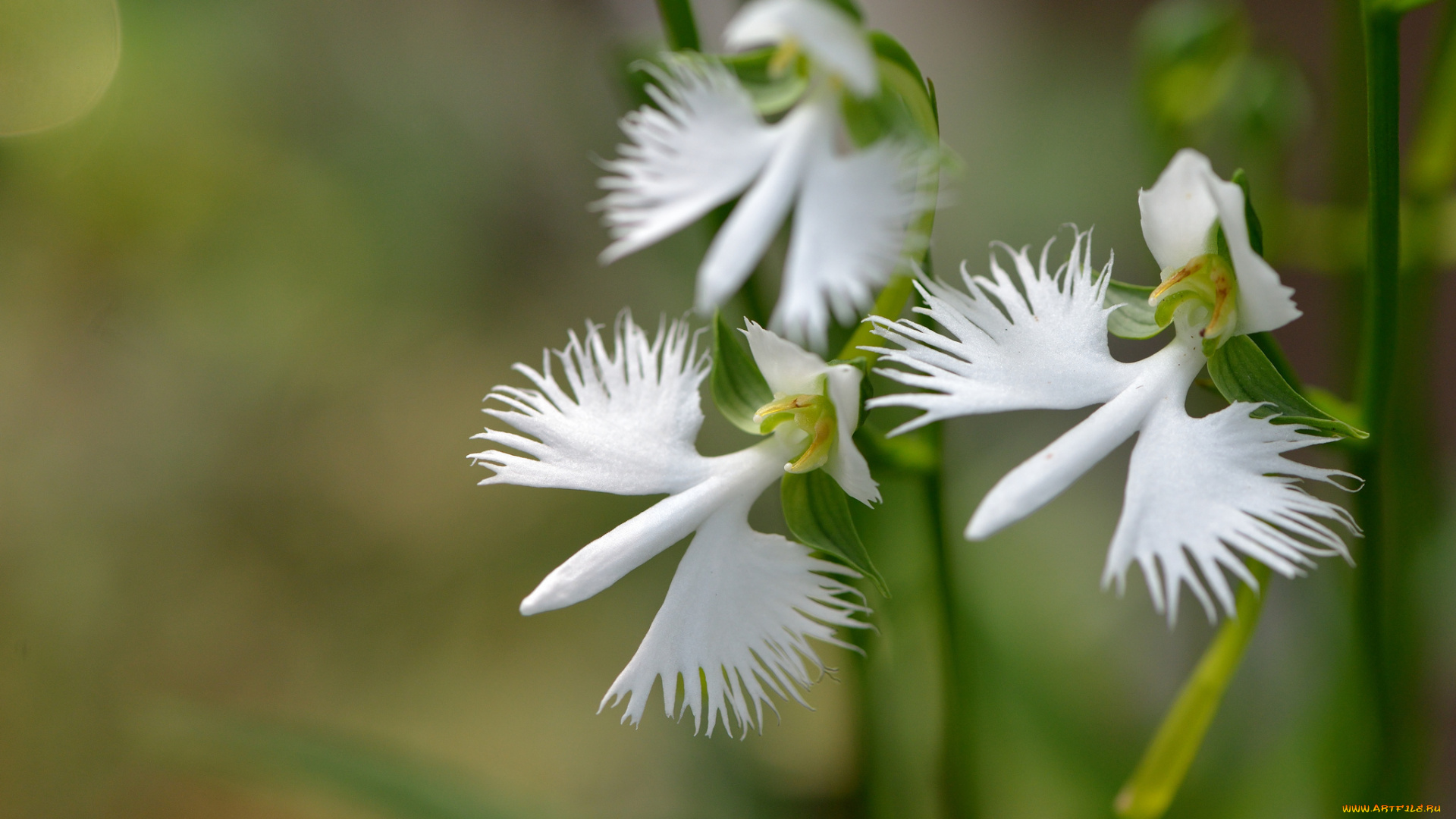 цветы, орхидеи, белый, экзотика