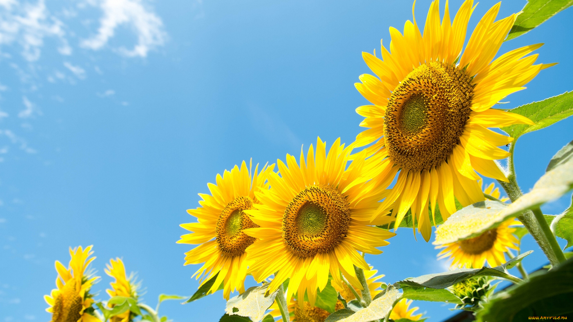 цветы, подсолнухи, небо, лето