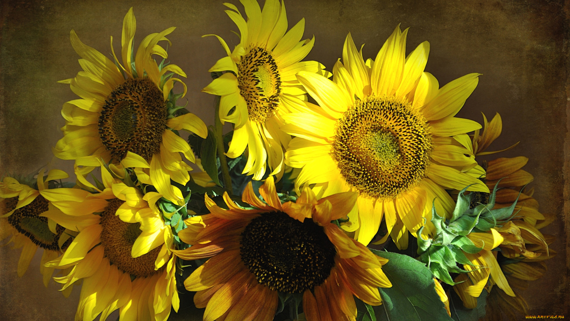 цветы, подсолнухи, желтый