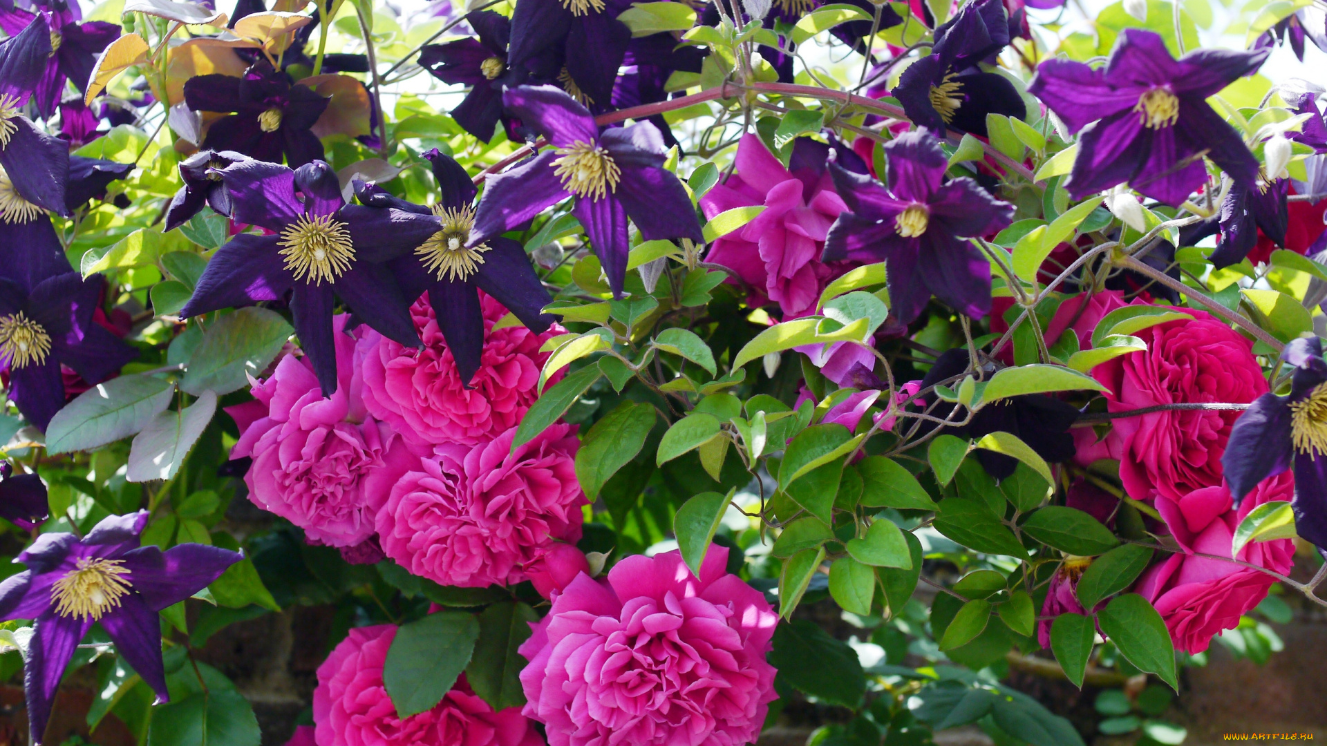 цветы, разные, вместе, ломонос, клематис, розы