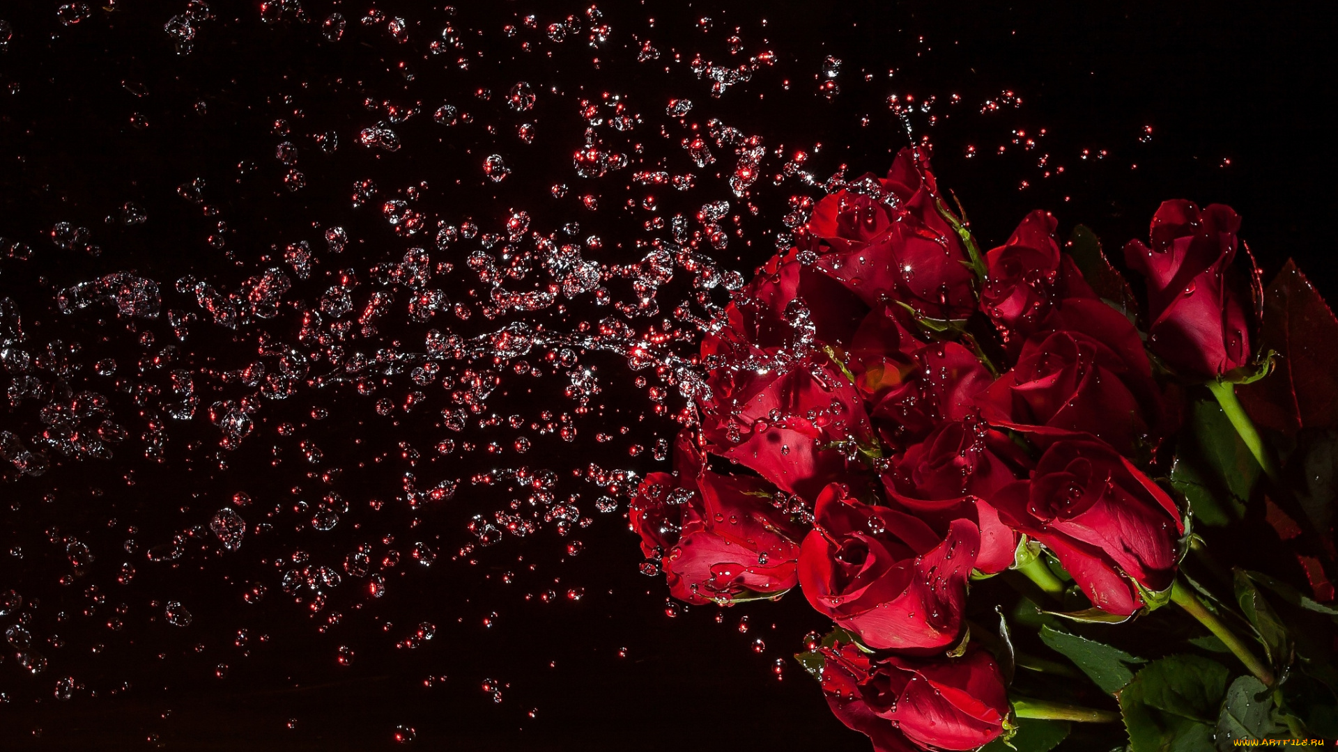 цветы, розы, букет, вода, брызги, эффектно