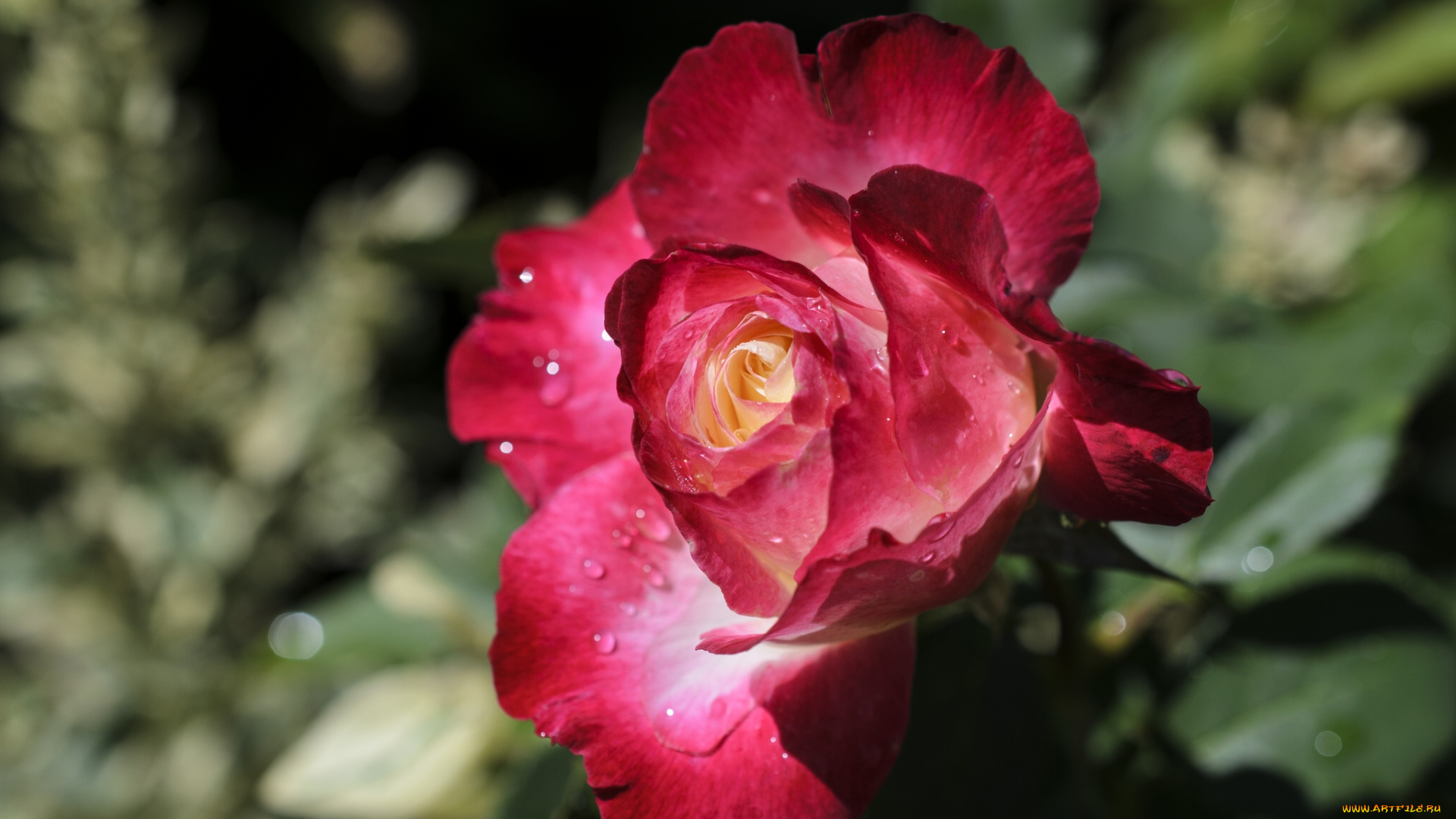 цветы, розы, бутон, лепестки, макро, капли