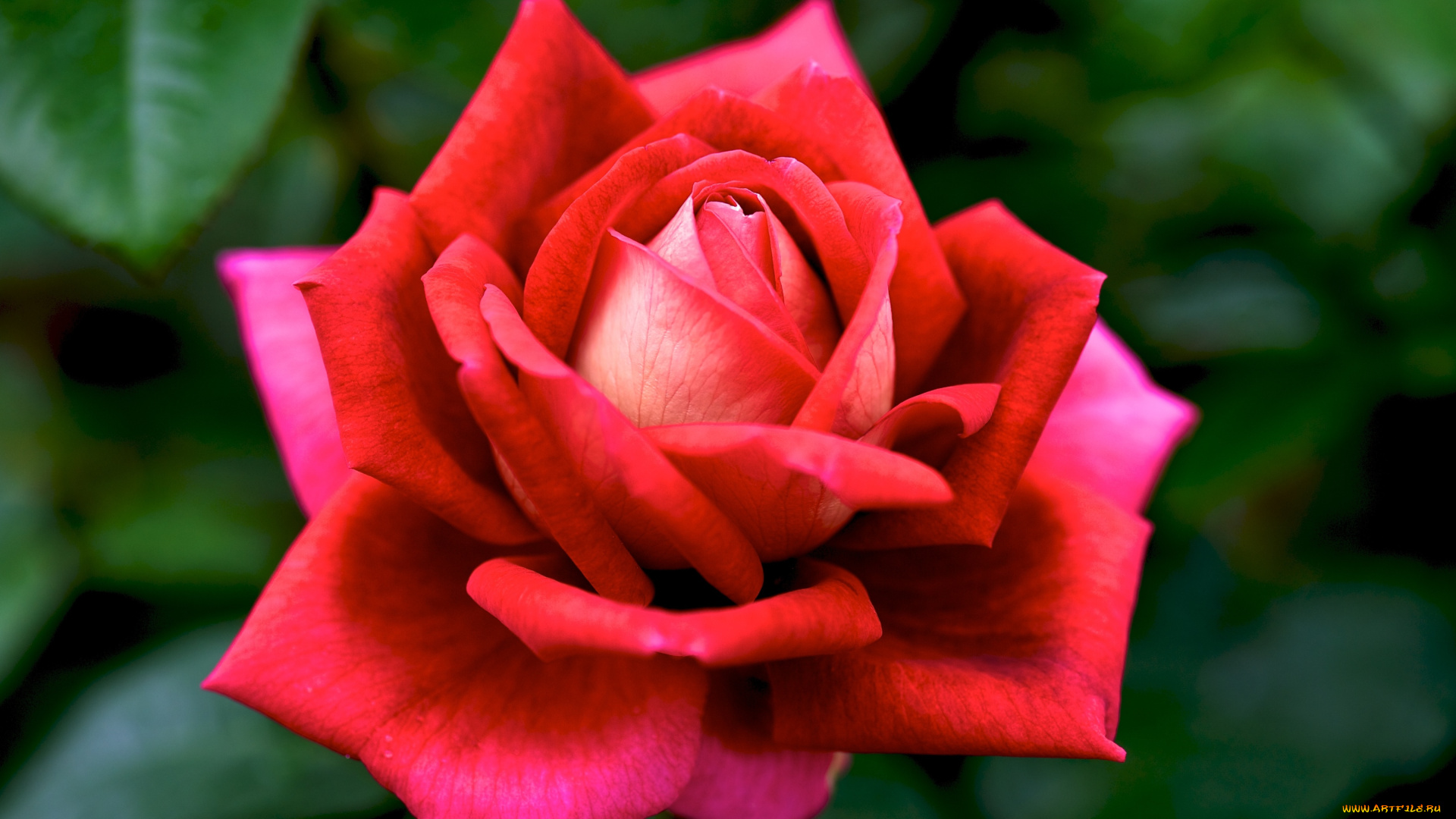 цветы, розы, королева