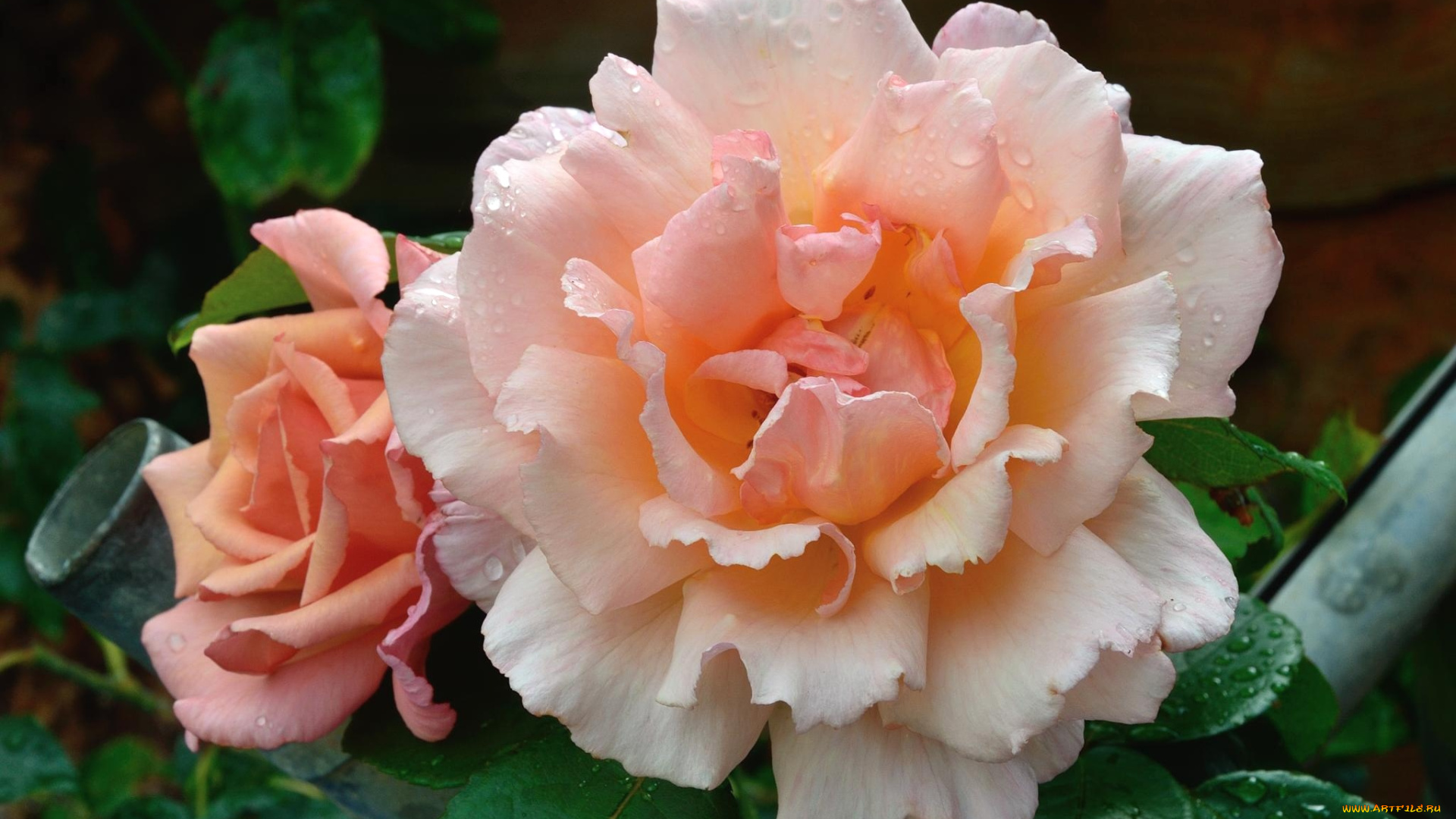 цветы, розы, кремовый